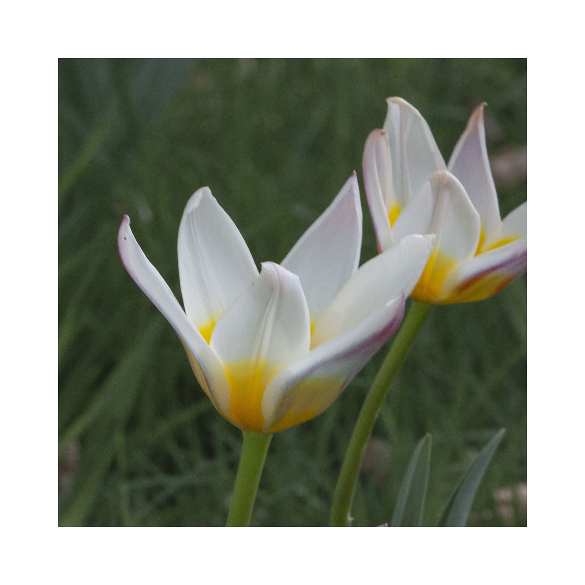 Misty Mornings Bulb Collection