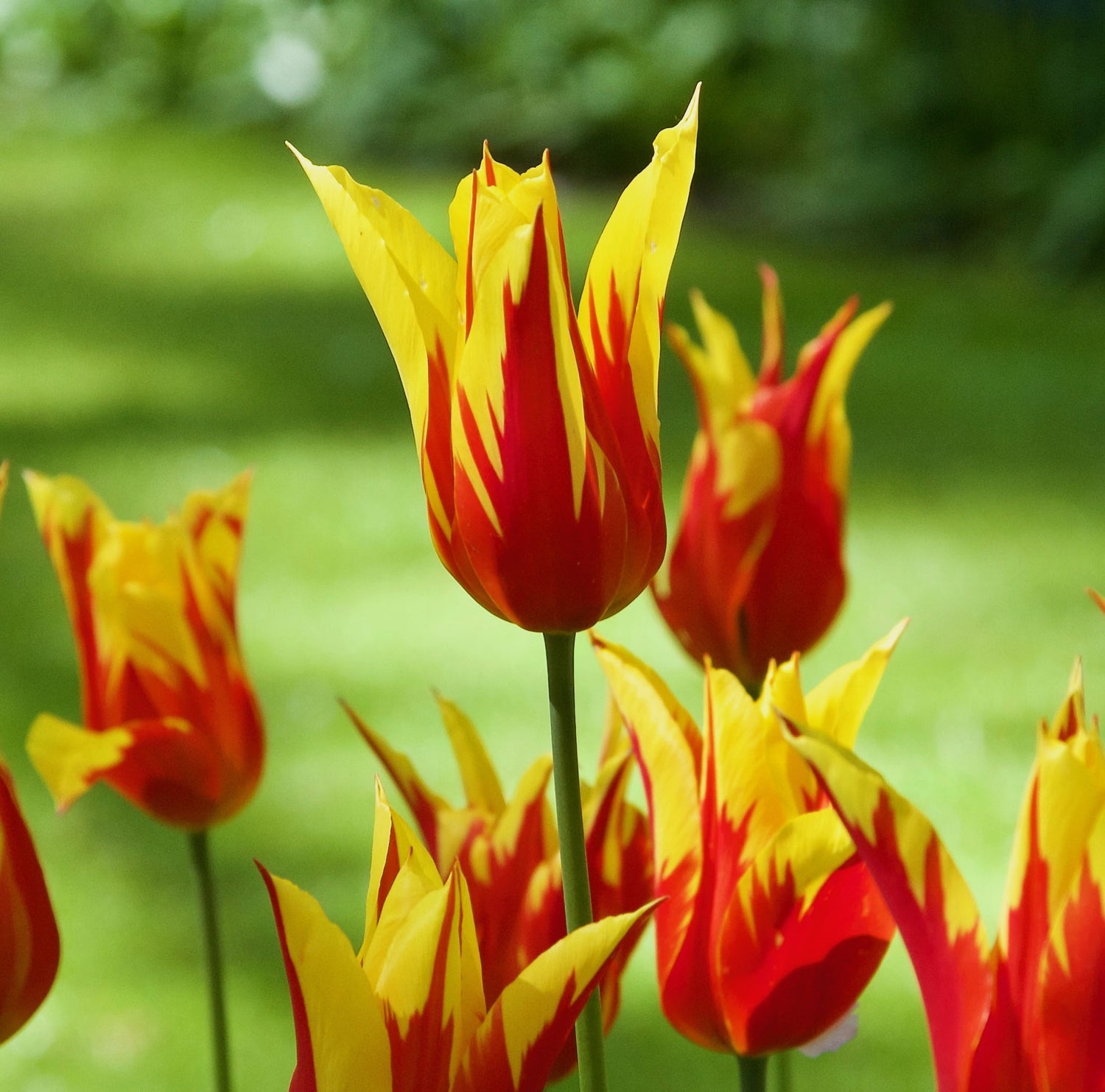 Tulip Lily Fire Wings