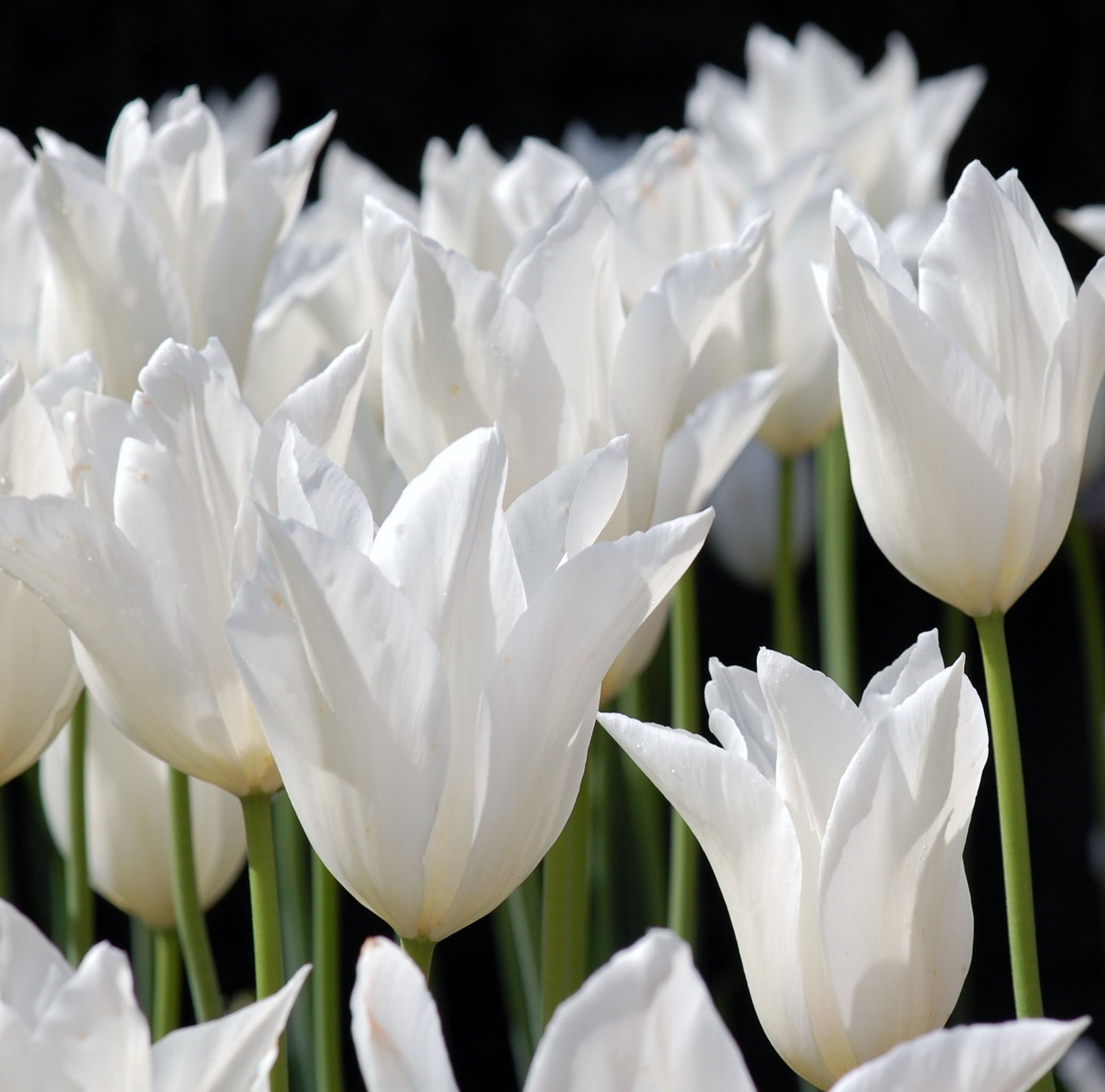 Tulip Lily White Triumphator