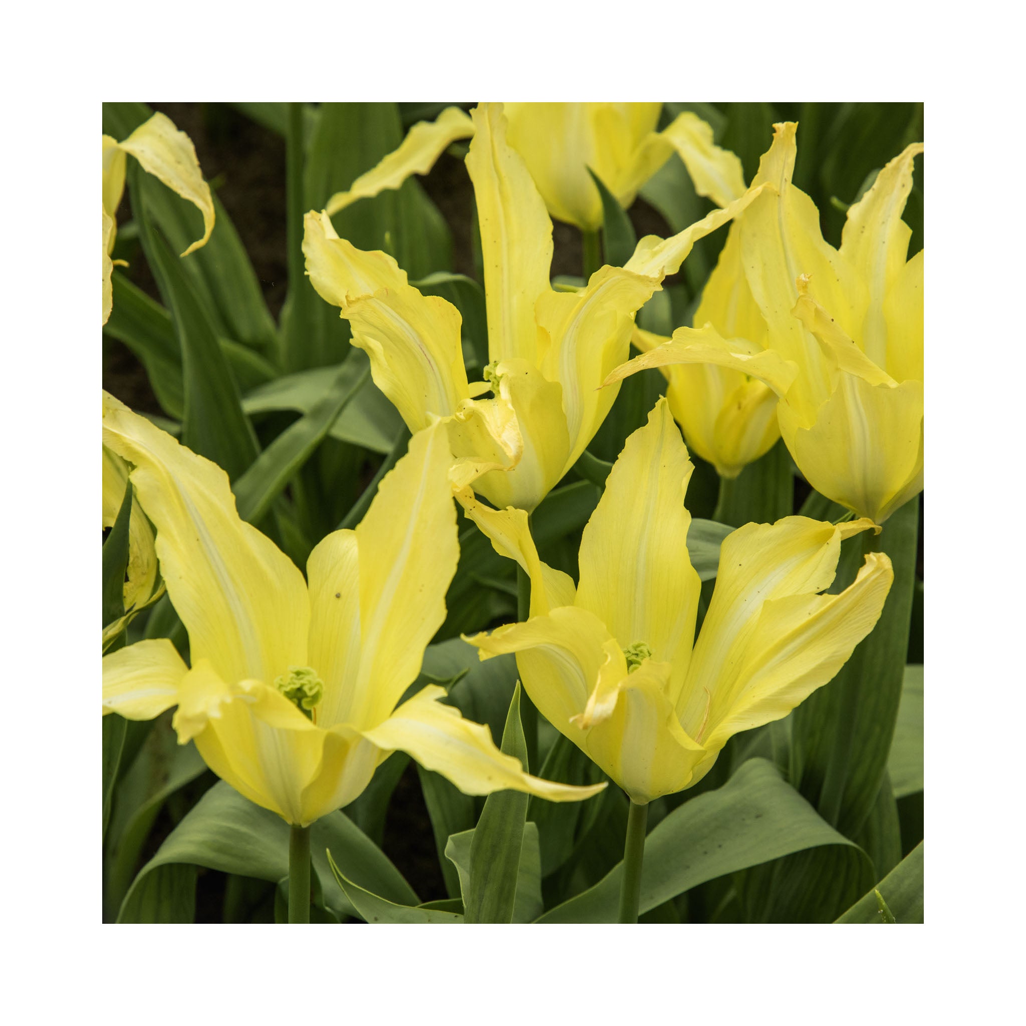 Tulip Lily Flowering Collection
