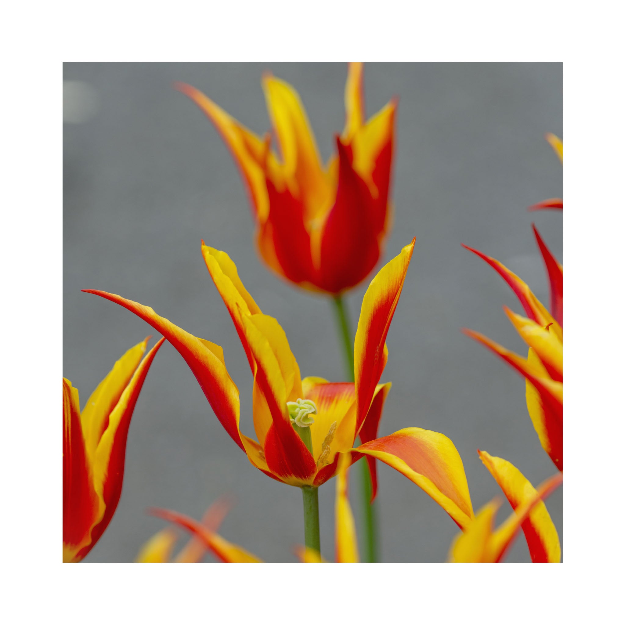 Tulip Lily Flowering Collection
