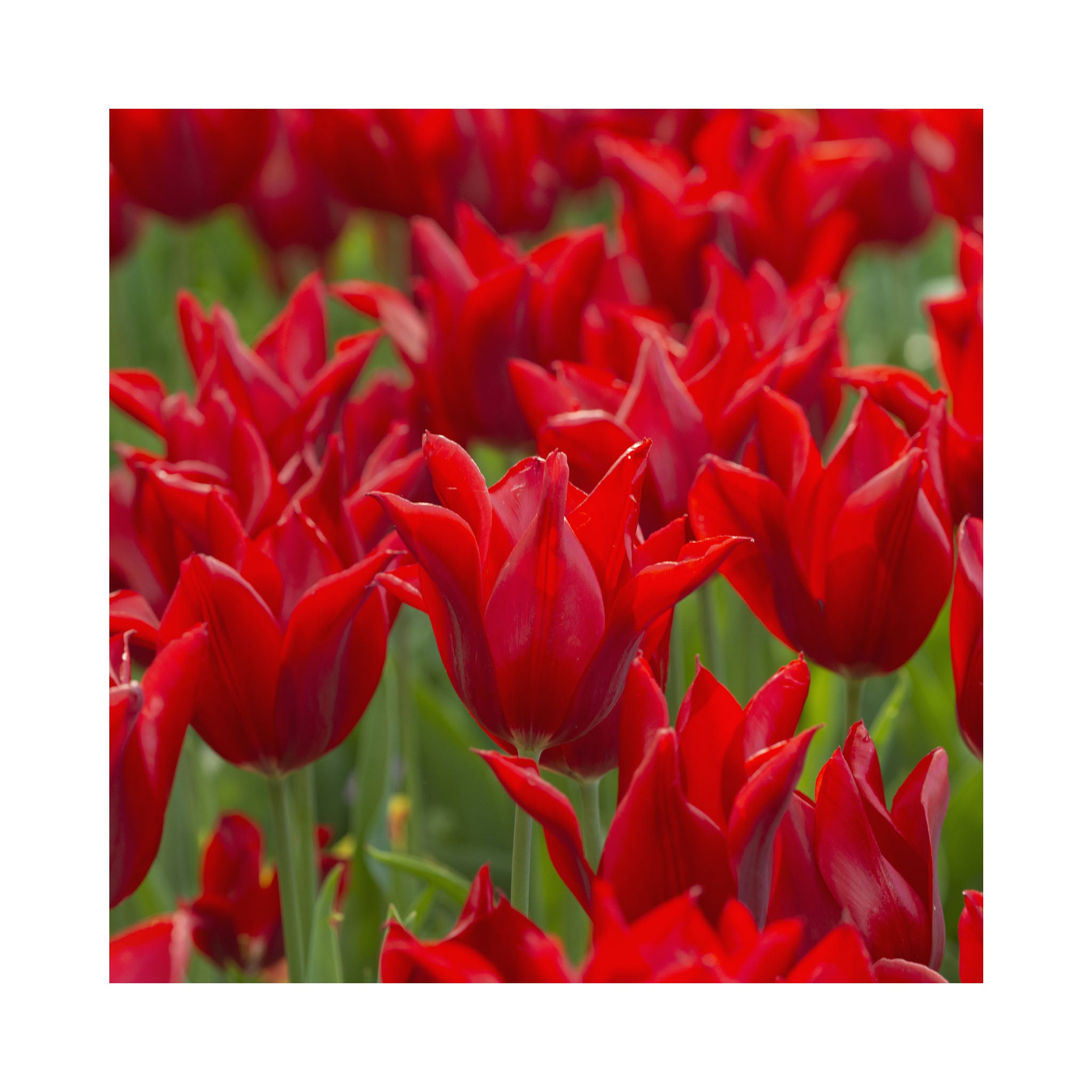 Tulip Lily Flowering Collection