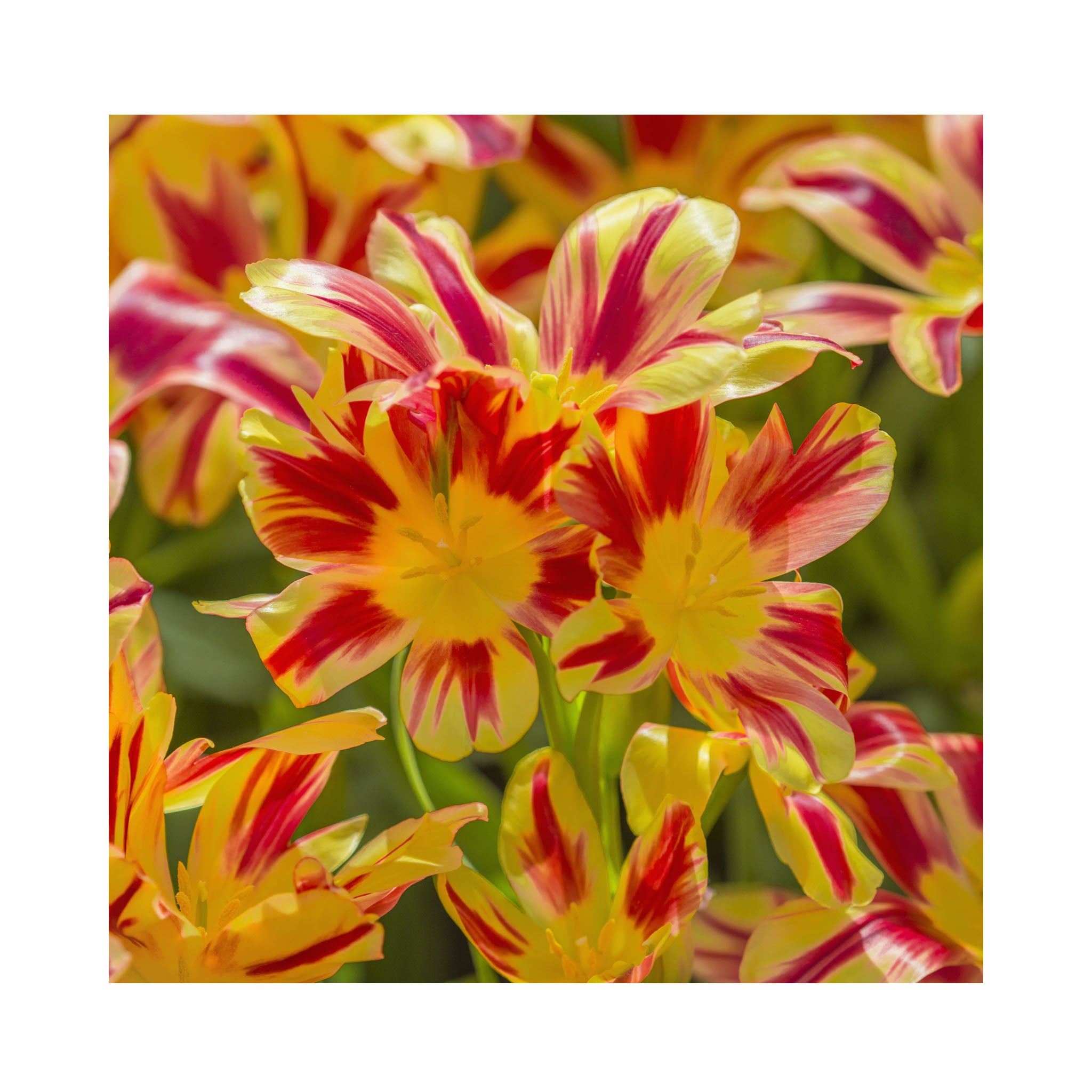 Tulip Multiflora Collection