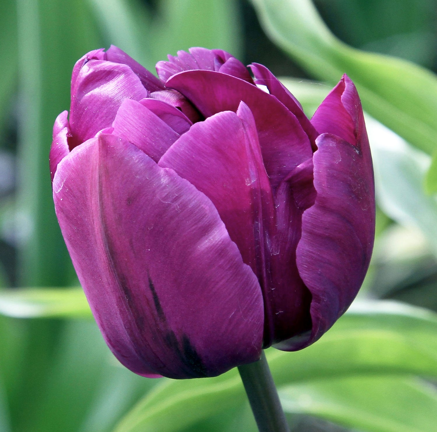 Tulip Double Early Negrita
