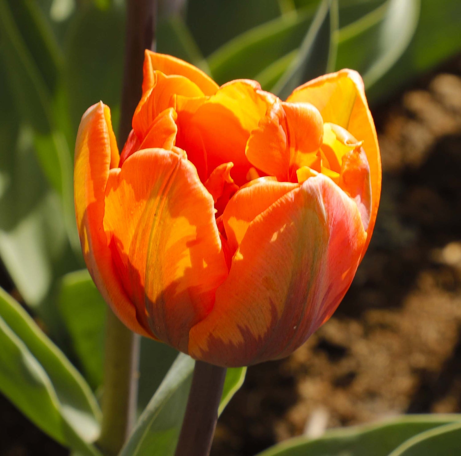 Tulip Double Late Orange Princess