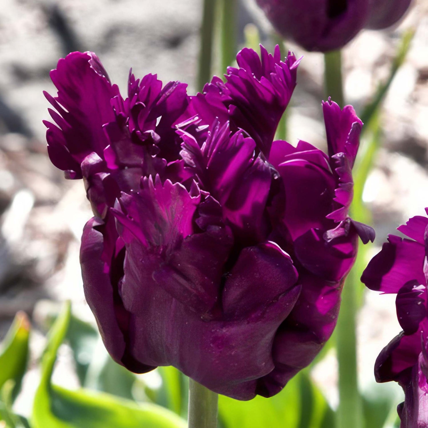 Tulip Parrot Negrita