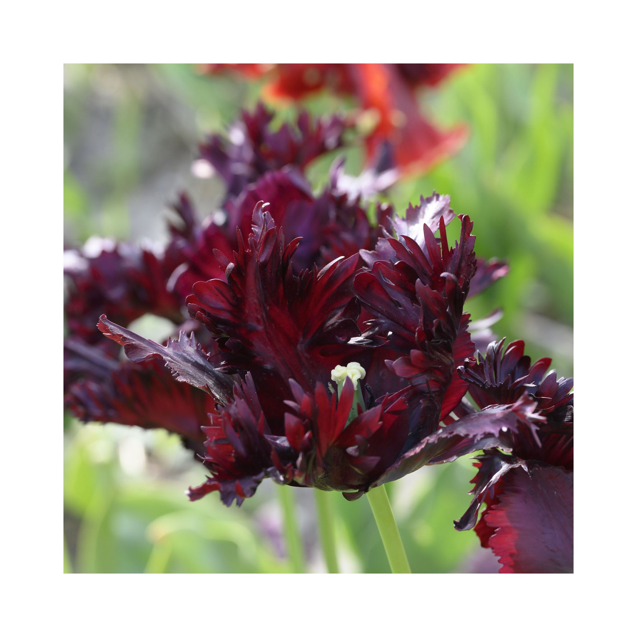 Tulip Parrot Collection