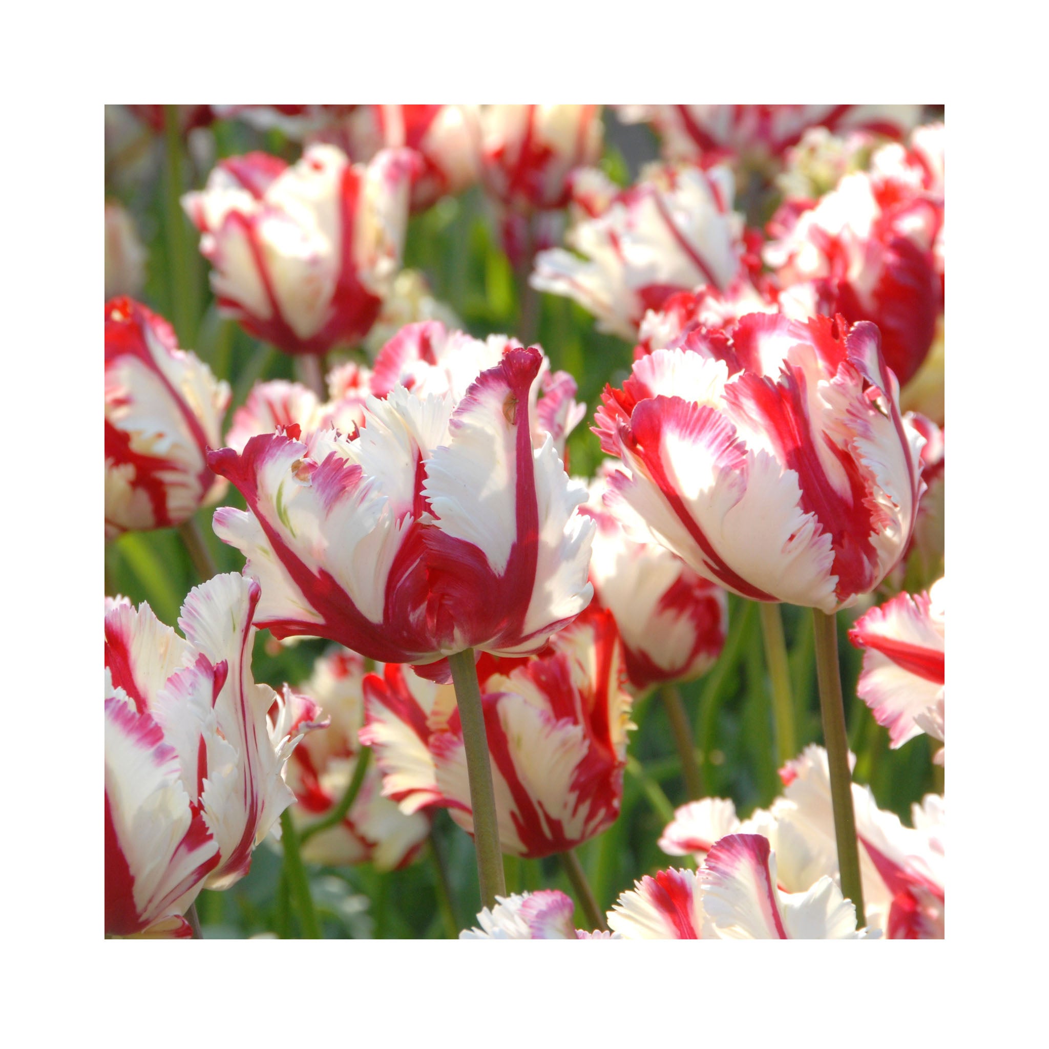 Tulip Parrot Collection