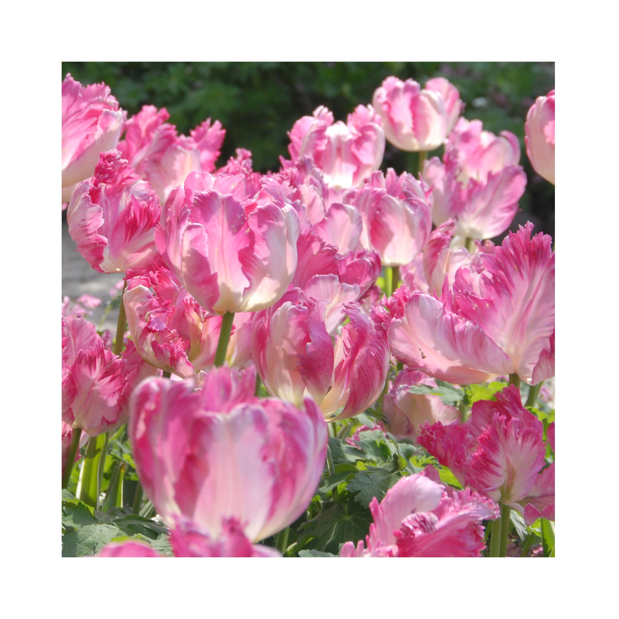 Tulip Parrot Collection