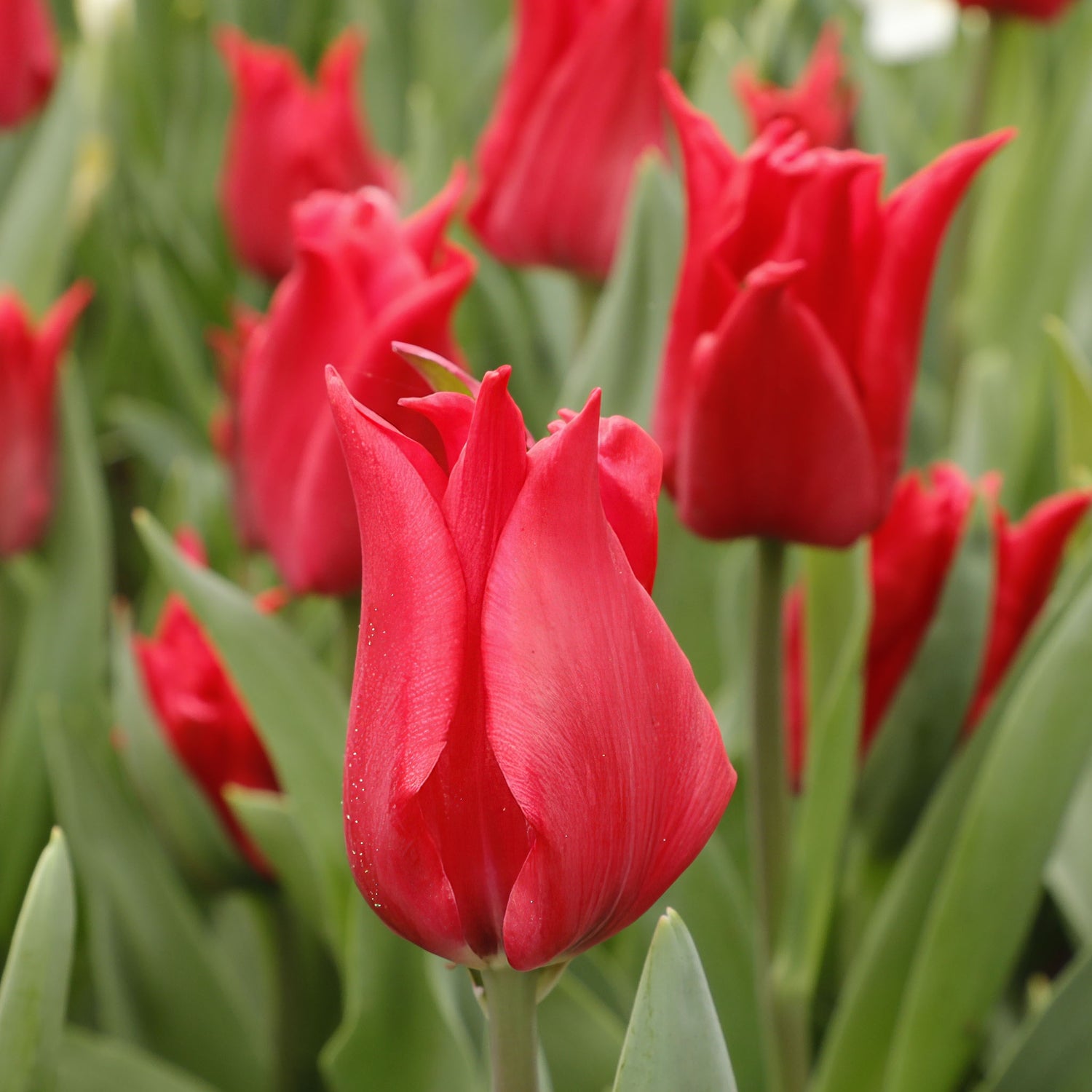 Tulip Lily Pretty Woman