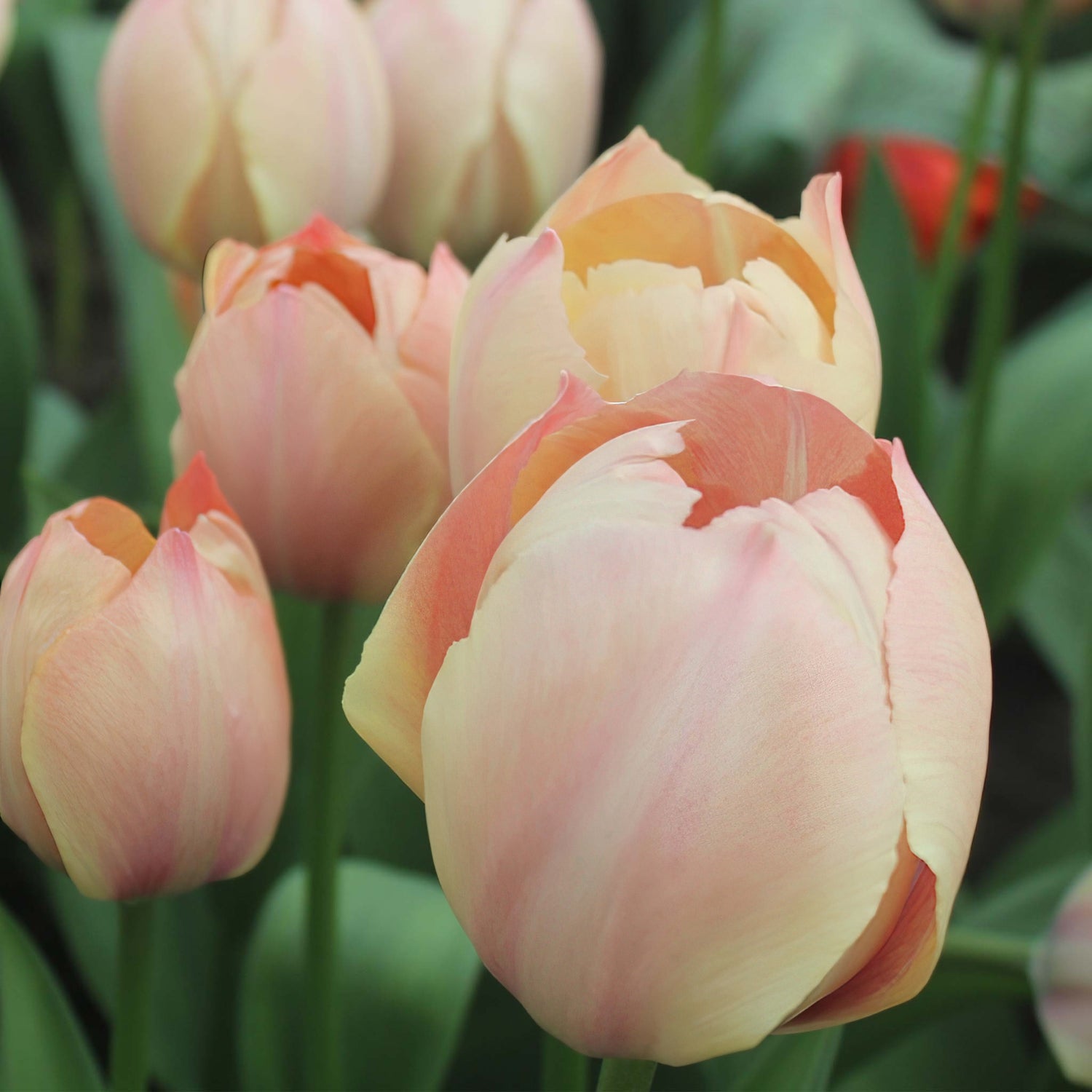 Tulip Darwin Salmon van Eijk