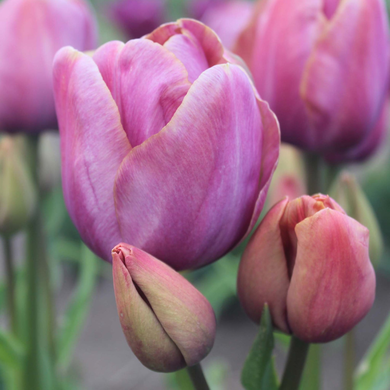 Tulip Multiflora Blue Heaven