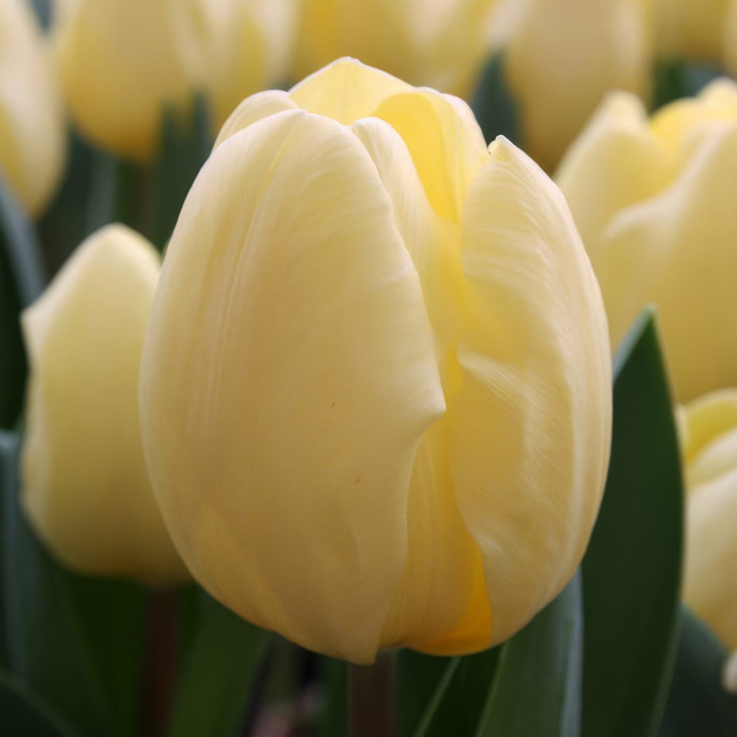 Tulip Triumph Crème Fraiche