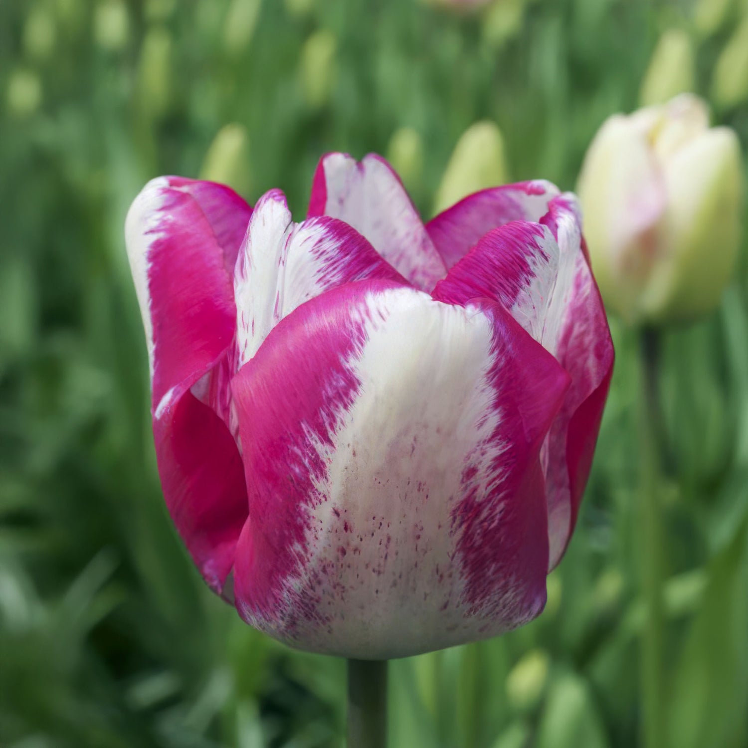 Tulip Triumph Mata Hari