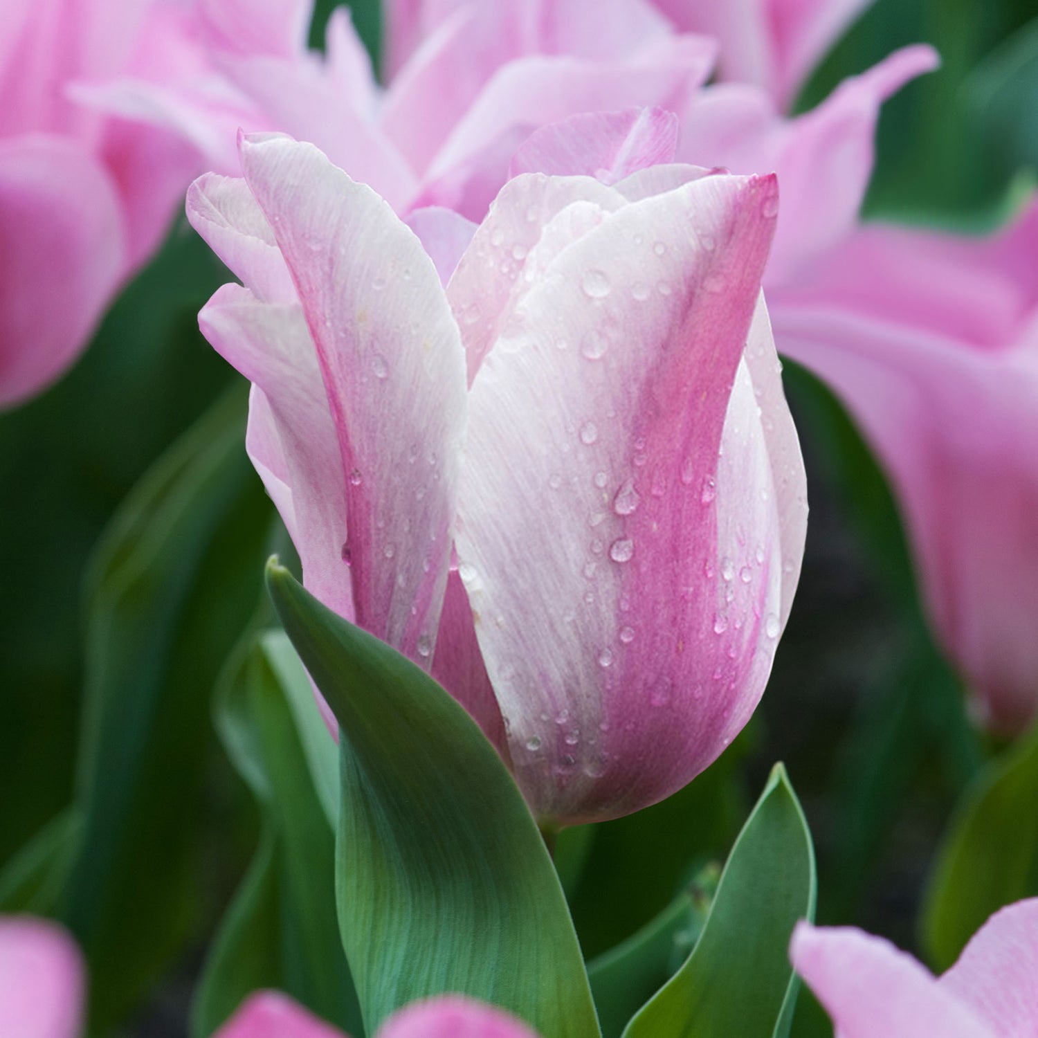 Tulip Trumph Mistress Mystic