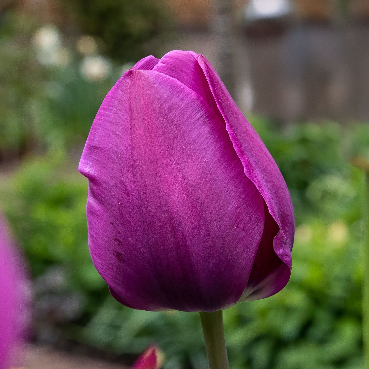 Tulip Fringed Negrita