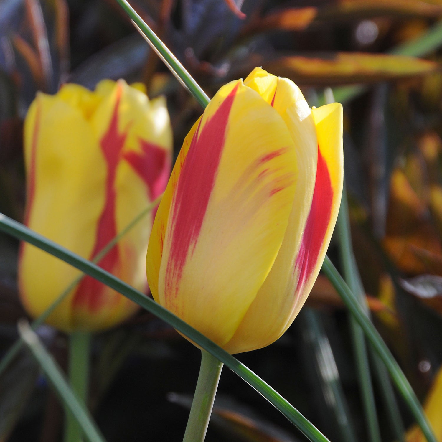 Tulip Triumph Washington