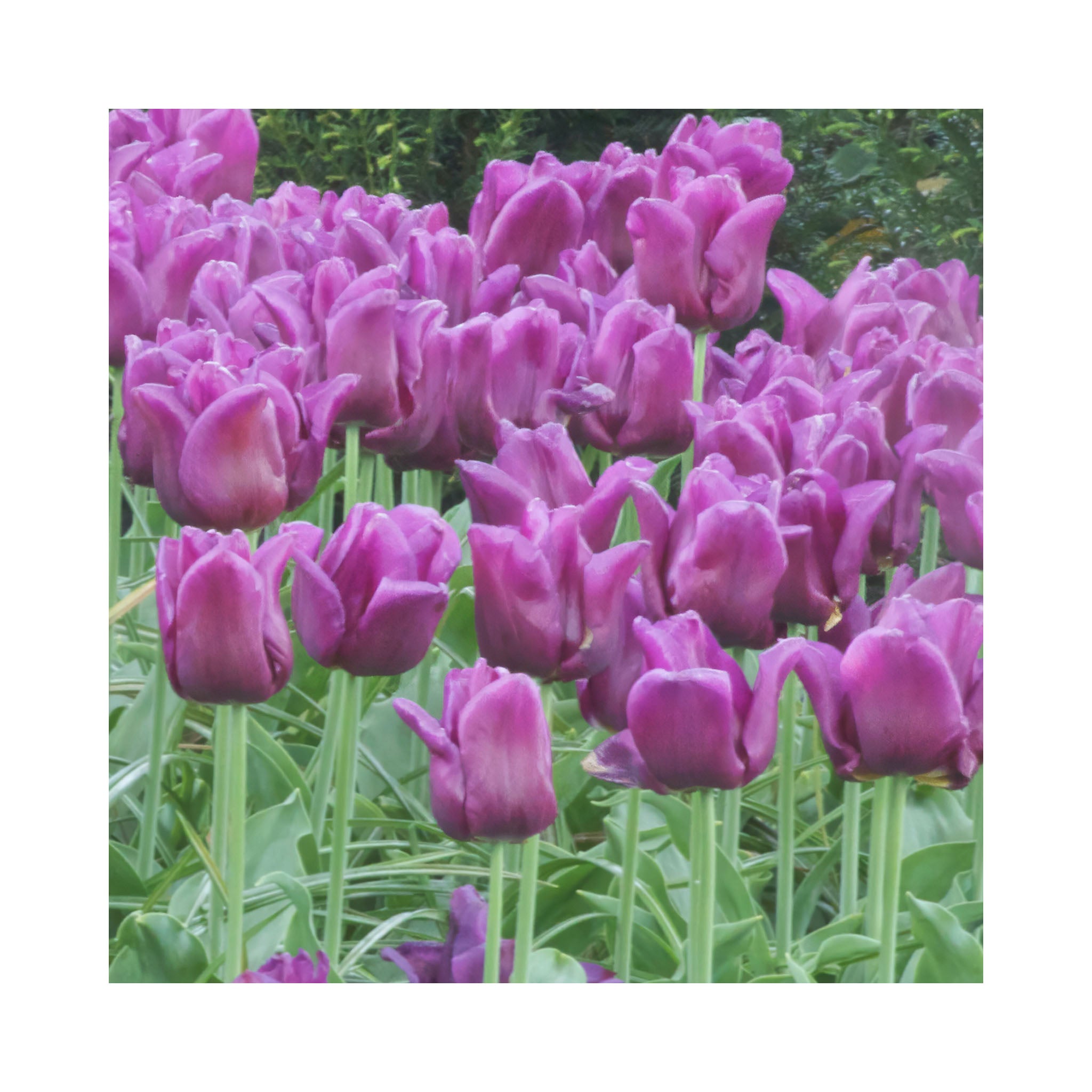 Purple Passion Bulb Collection