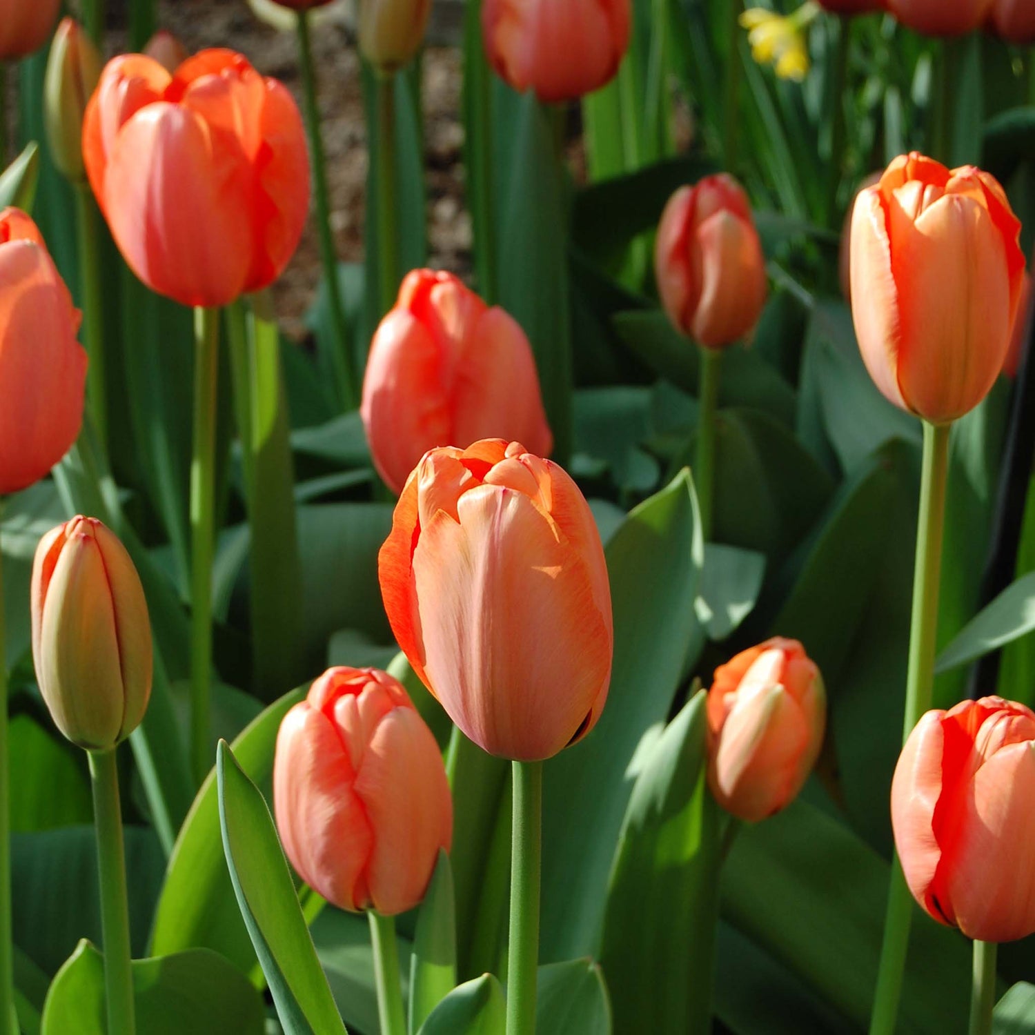 Tulip Darwin Apricot Impression