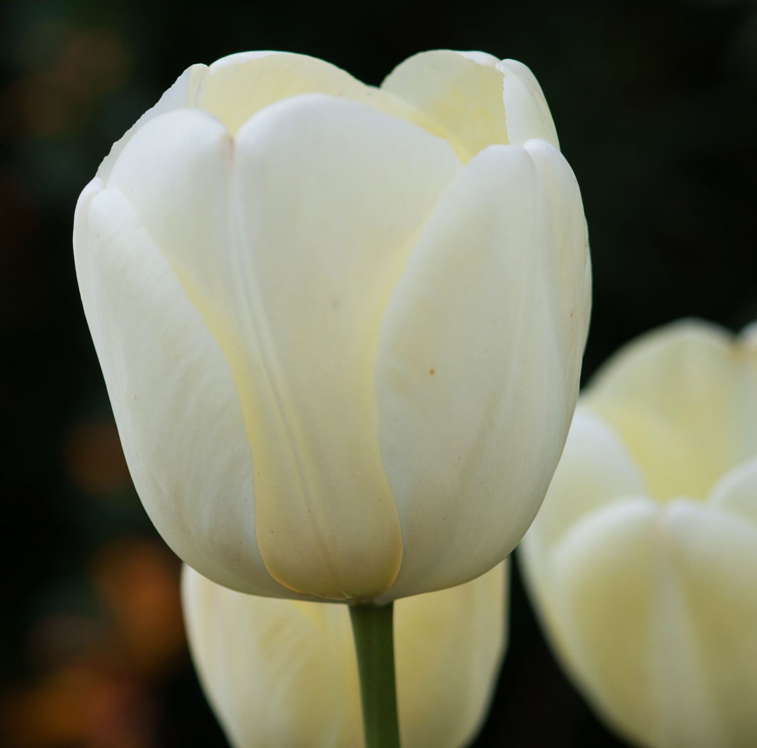 Tulip Darwin Ivory Floradale