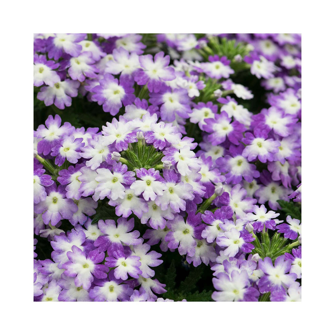 Verbena Hurricane Blue