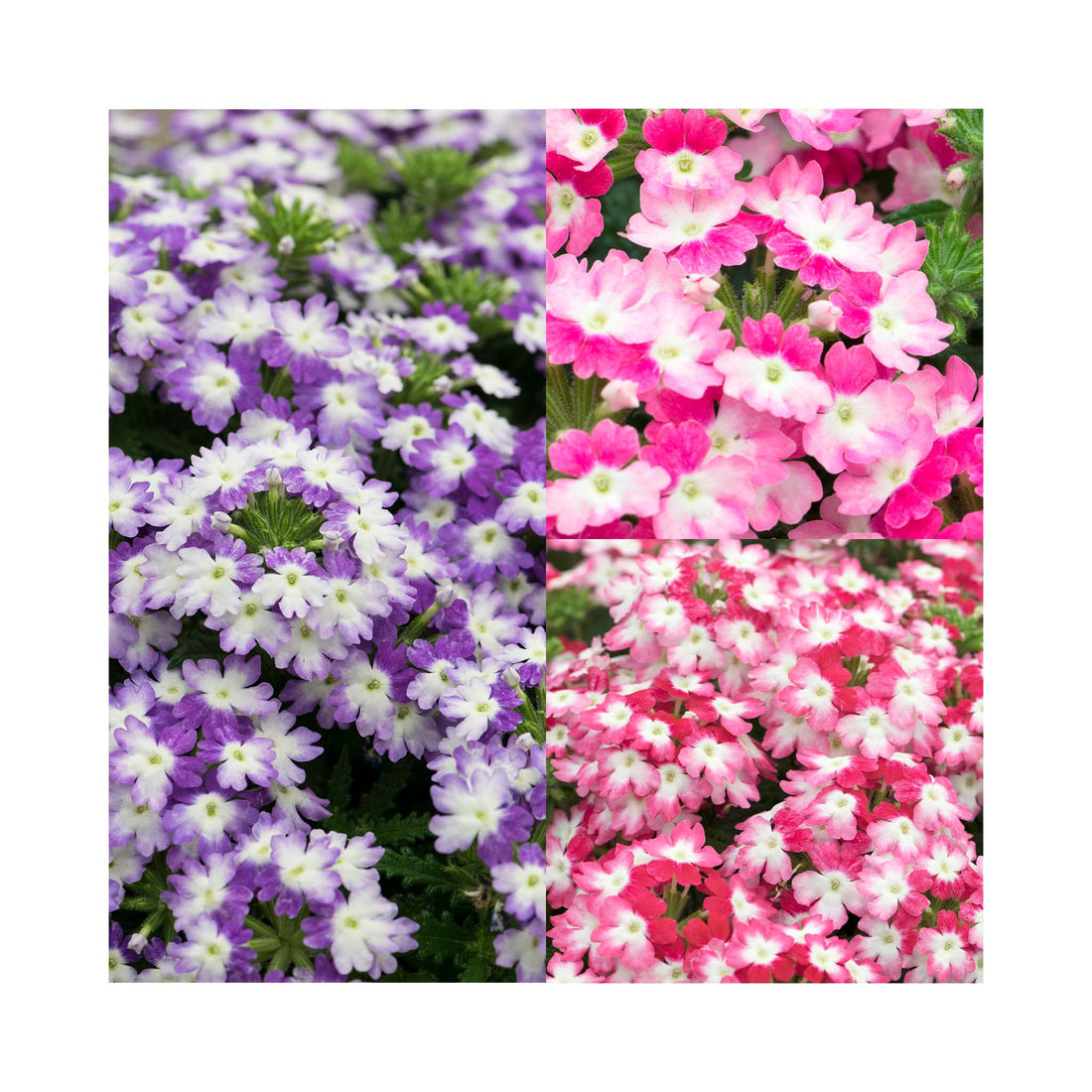 Verbena Hurricane Collection