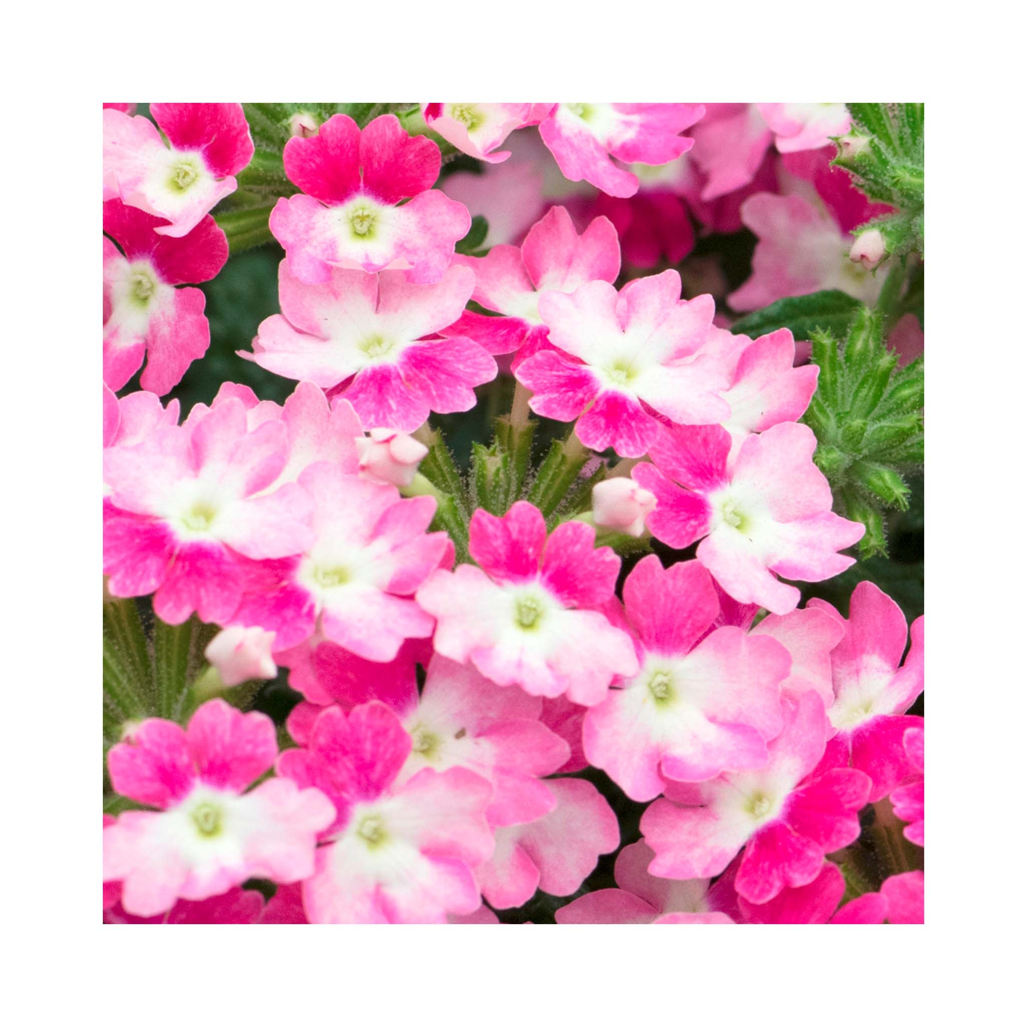 Verbena Hurricane Pink