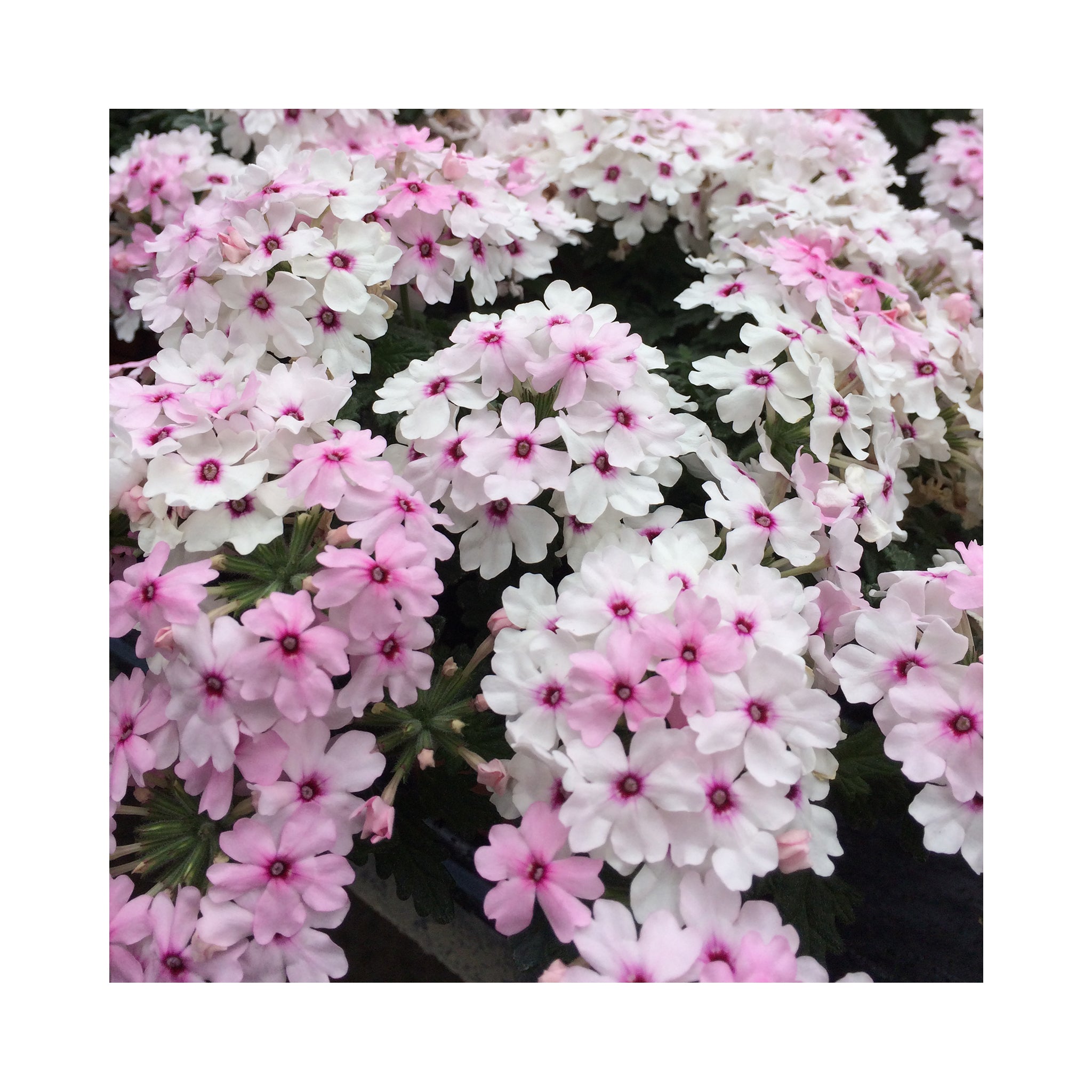 Verbena Vera Pink eye