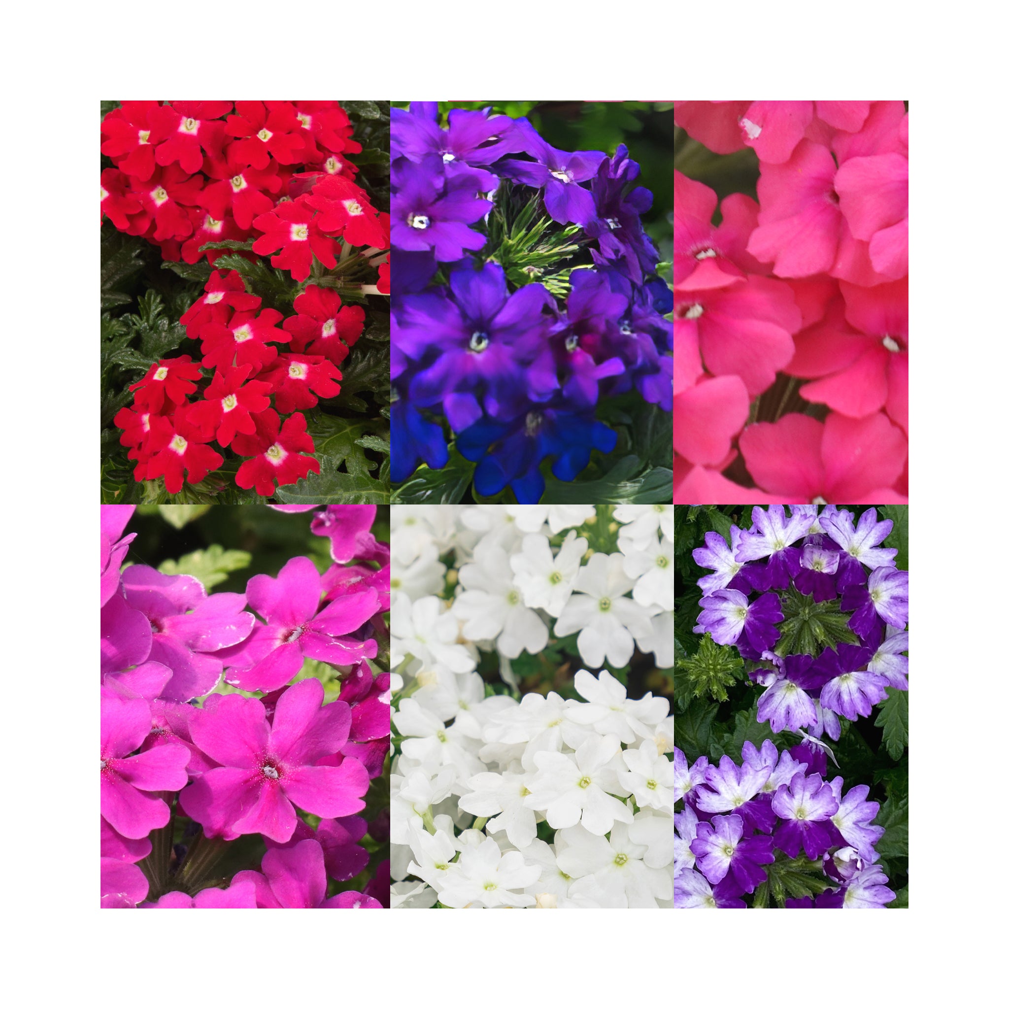 Verbena Vera Collection