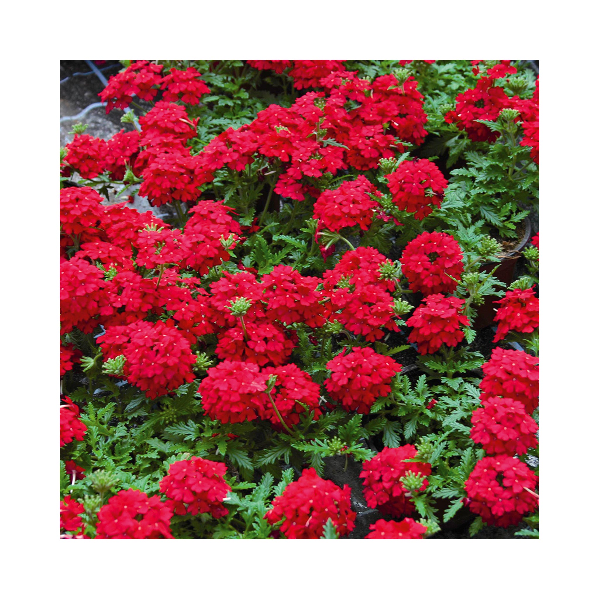 Verbena Vera Collection