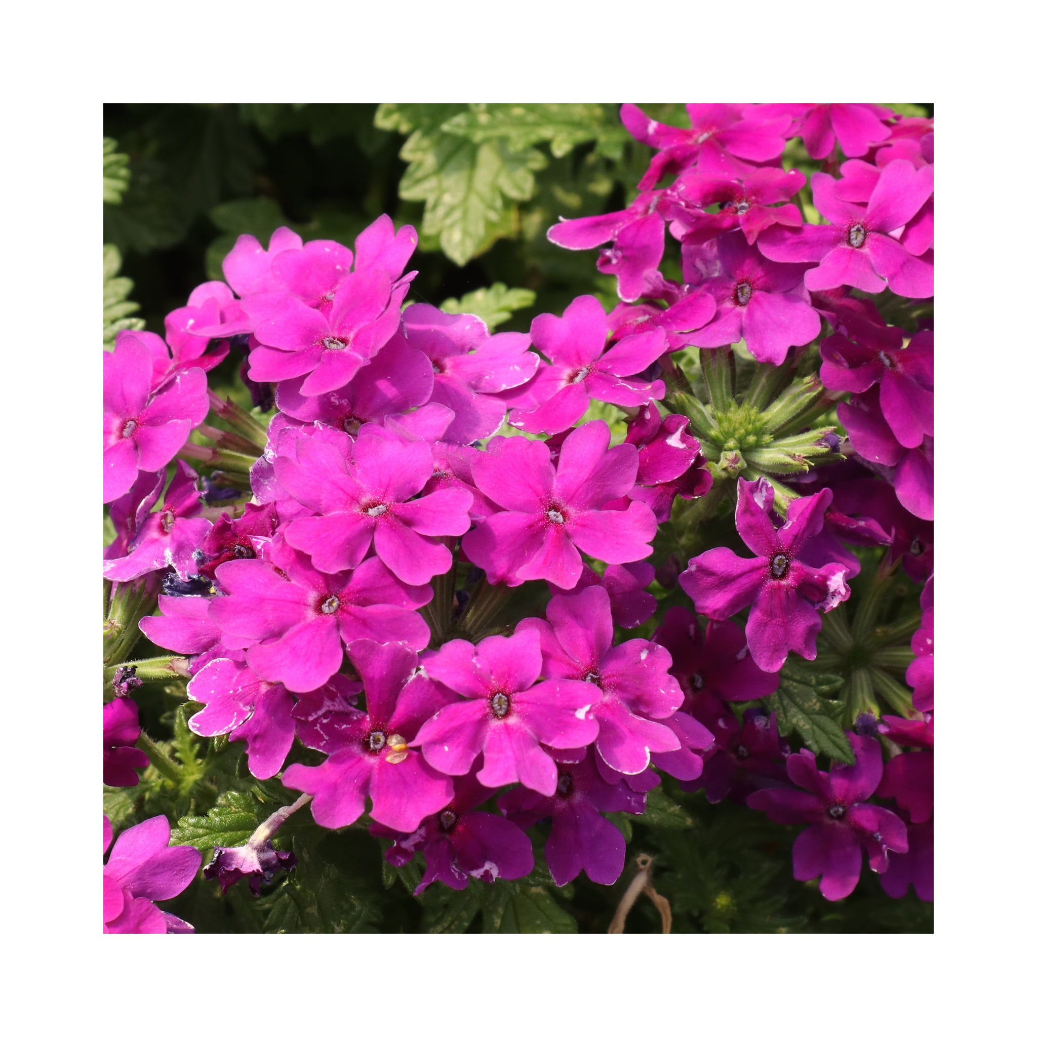 Verbena Vera Collection