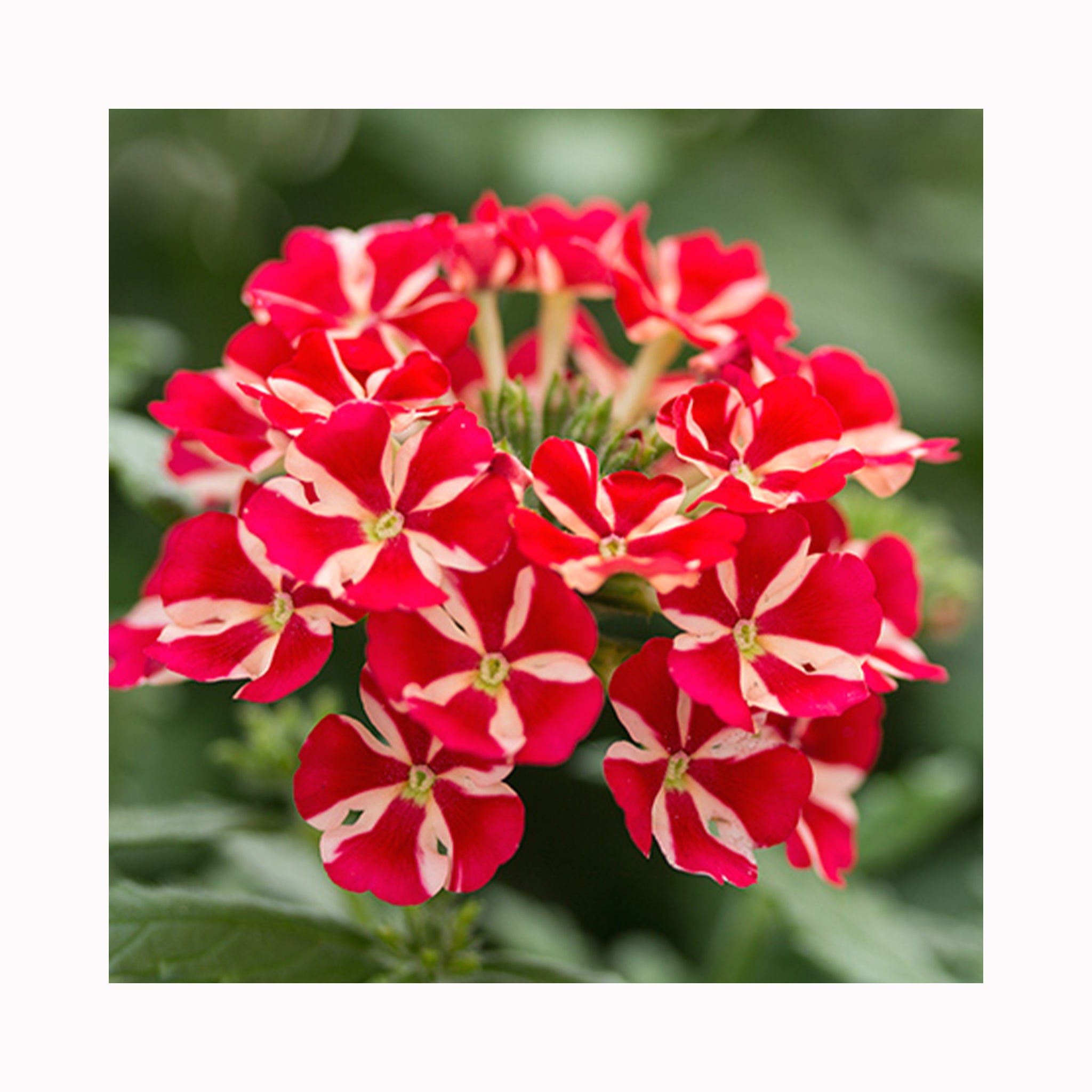 Verbena Voodoo Red Star