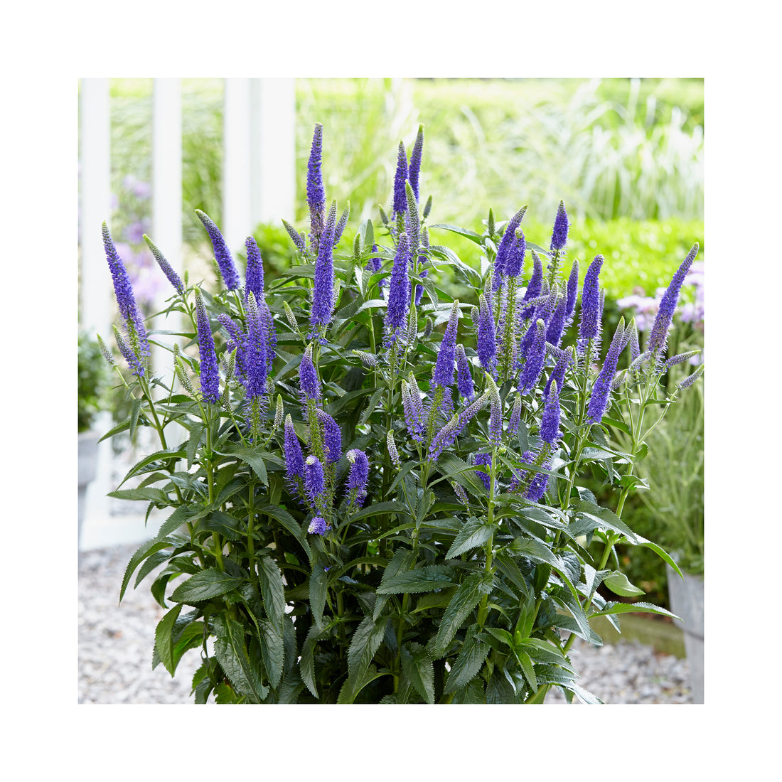 Veronica First Glory