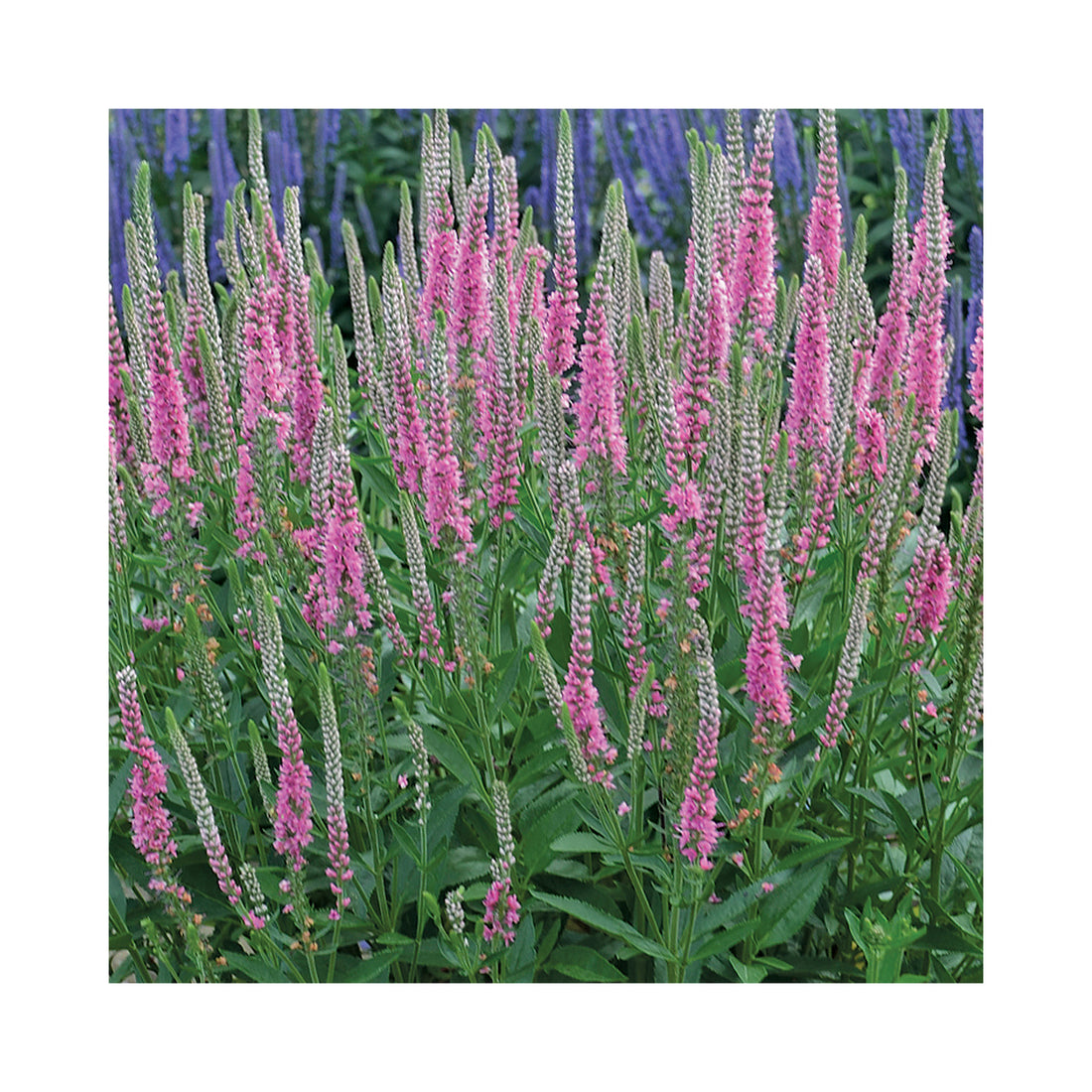 Veronica longifolia Perfect Picasso