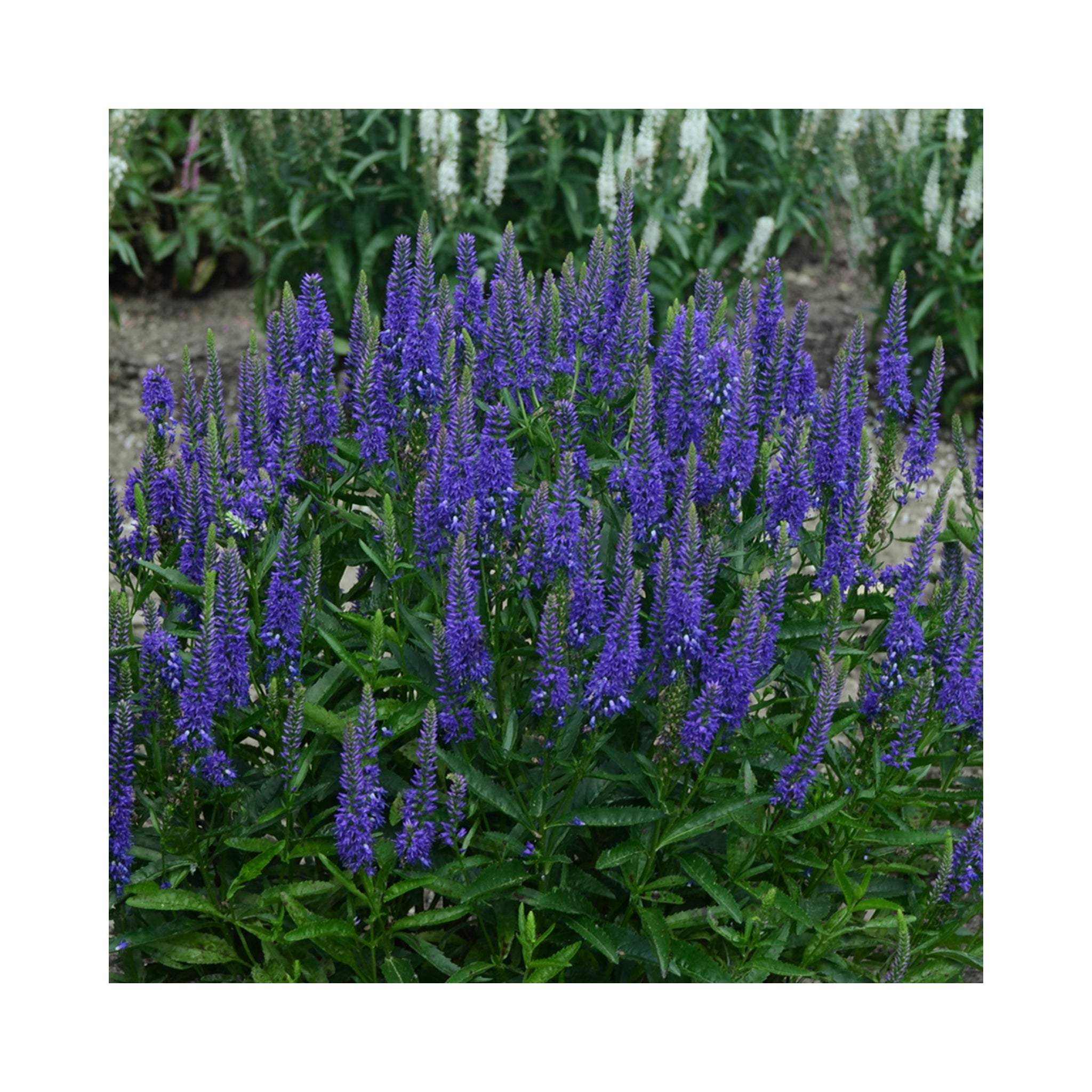 Veronica longifolia Royal Rembrandt