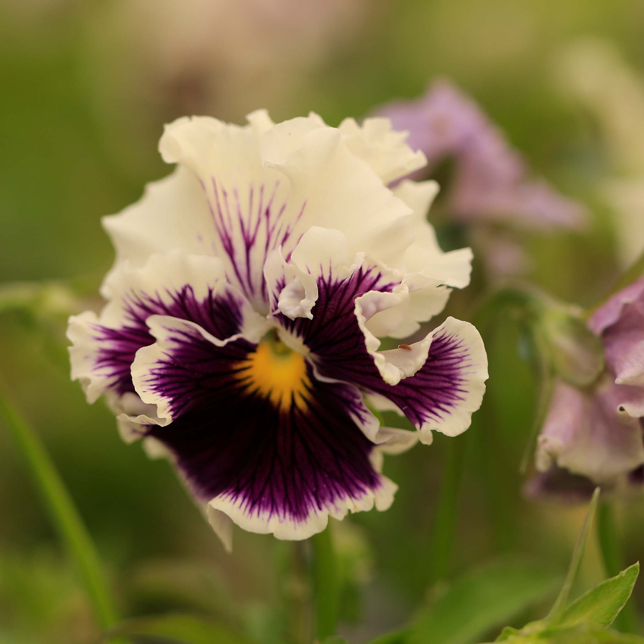 Viola Ruffles Purple White Rim