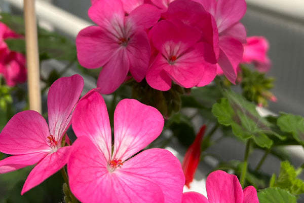 Pink flowers of Climbing Geranium Pink