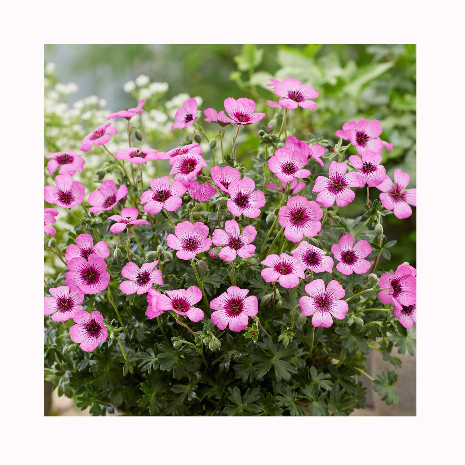 Geranium Silver Jolly Jewel