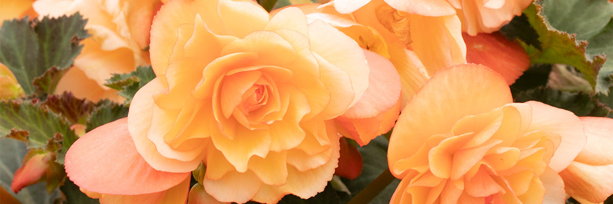 Trailing fragrant begonia flower