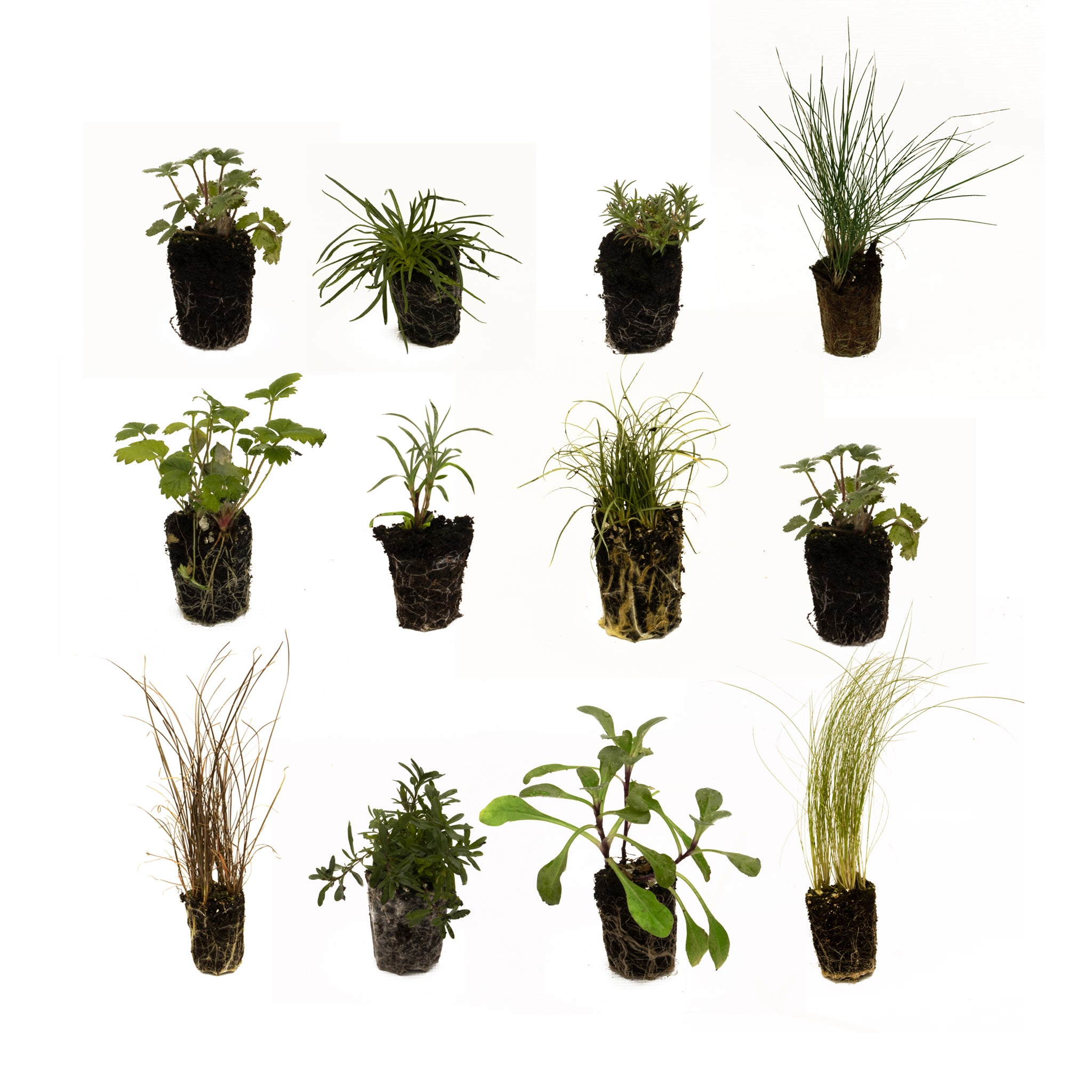 Hardy Herbaceous Perennial Cottage Garden Plants, 10 Mixed starter plants