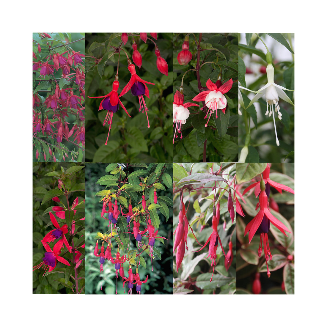 Hardy Fuchsia Collection 10 Starter Plants