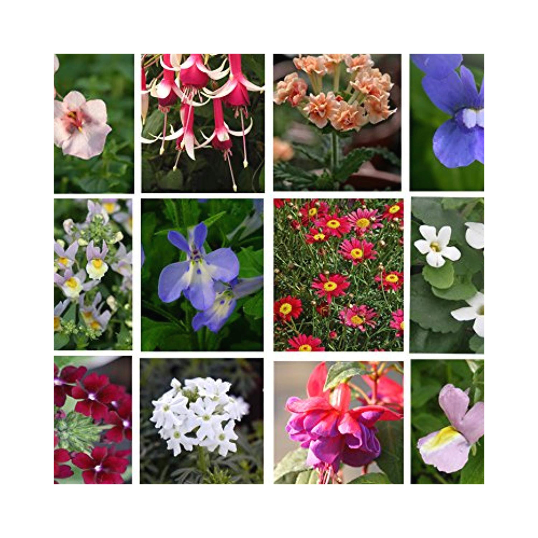 Large Hanging Basket Plug Pack (2 Baskets | 40cm+)