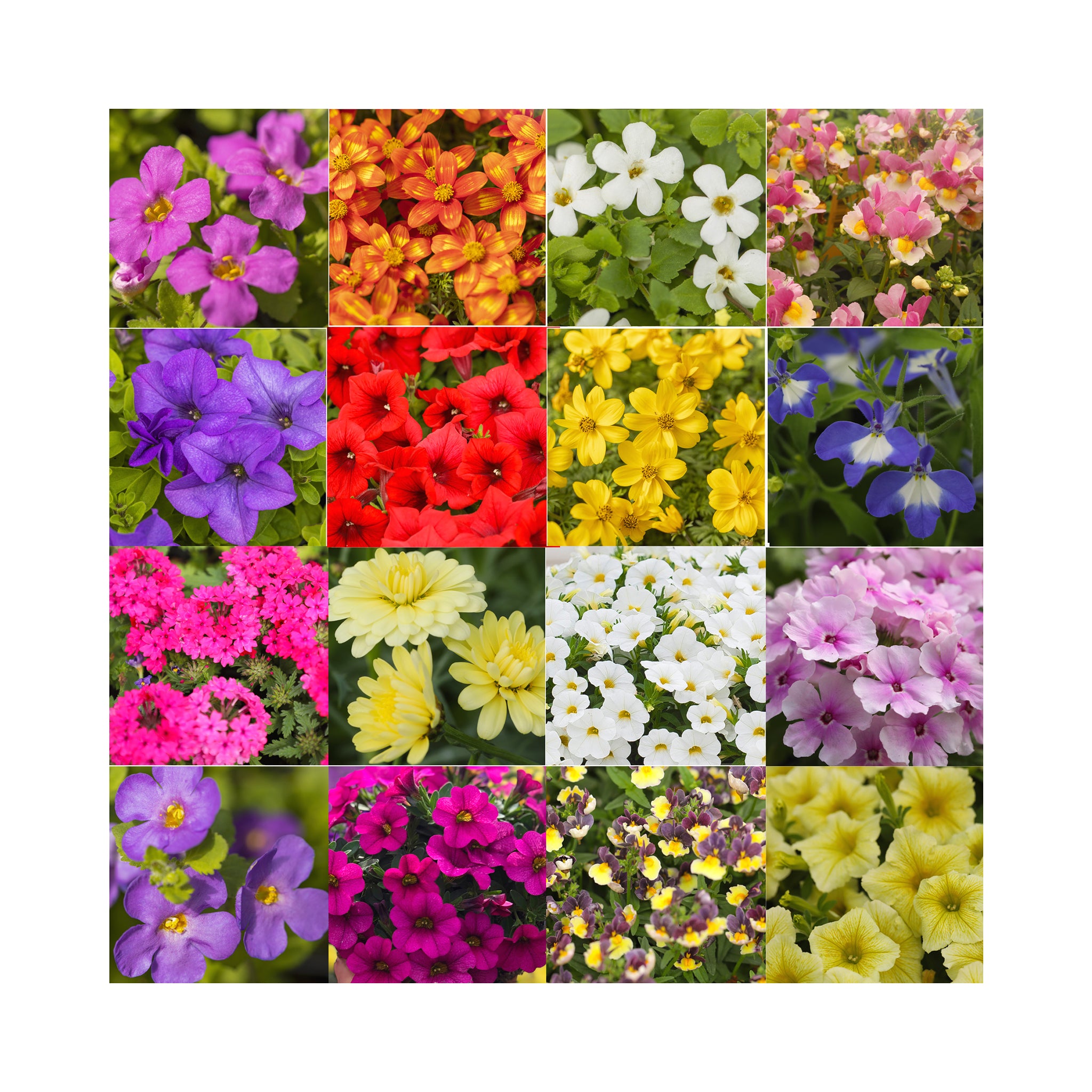 Hanging basket summer collection plug plants, 24 plug plants *Amazing value*