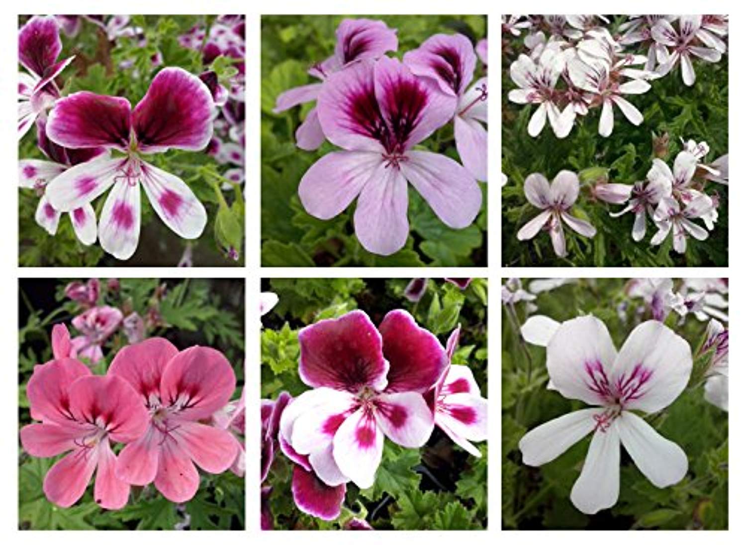 Scented Geranium, 6 mixed starter plants - Stunning Flowers with Scented Foliage