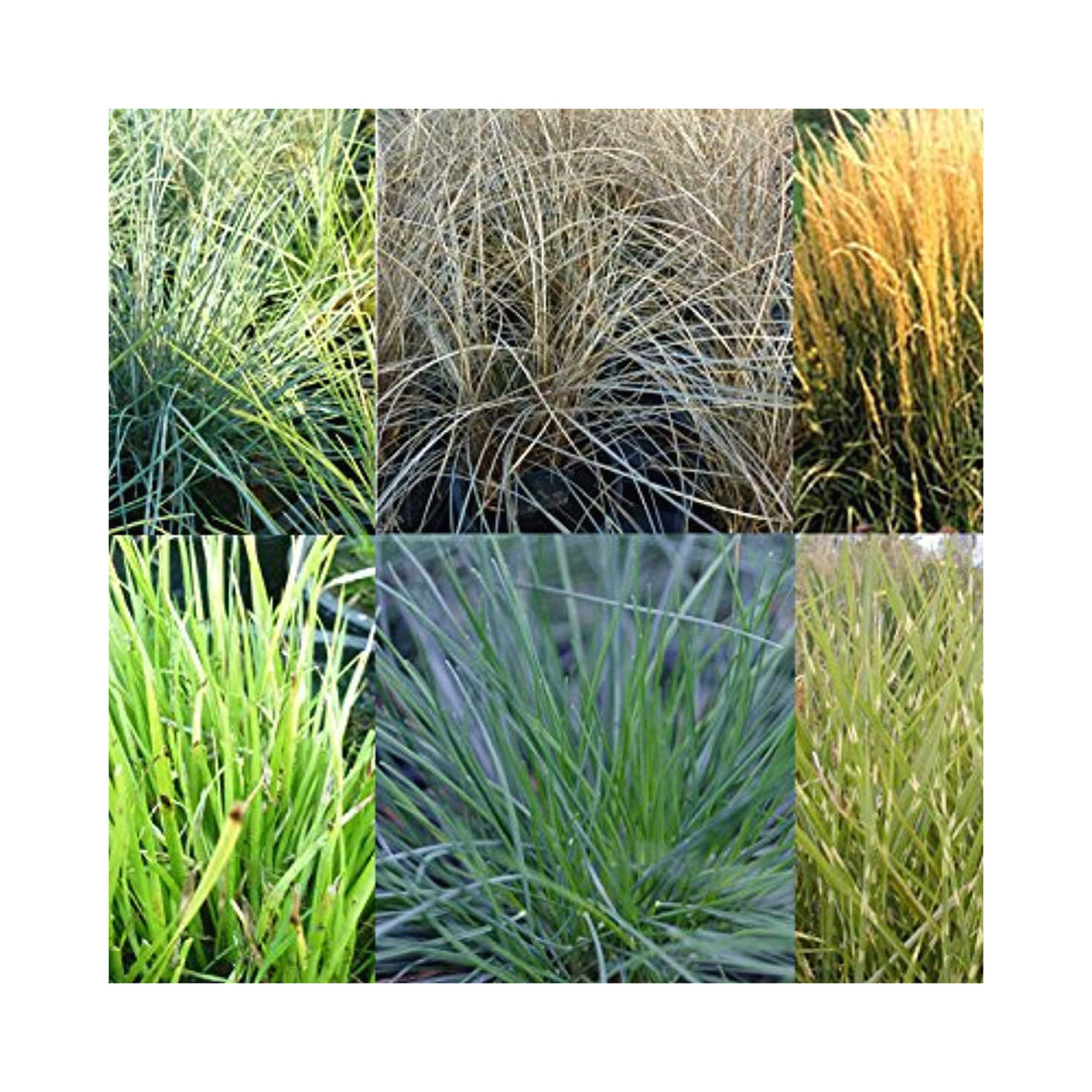 Mixed Evergreen Ornamental Grasses. 6 starter plants