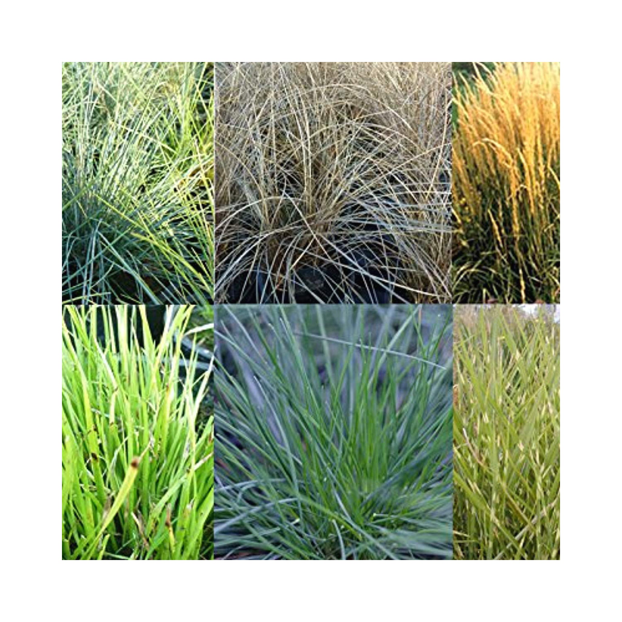 Mixed Evergreen Ornamental Grasses. 6 starter plants