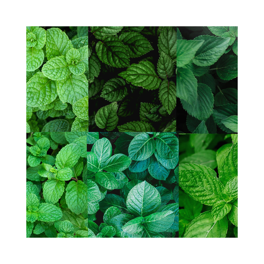 Mint collection of 6 plants.