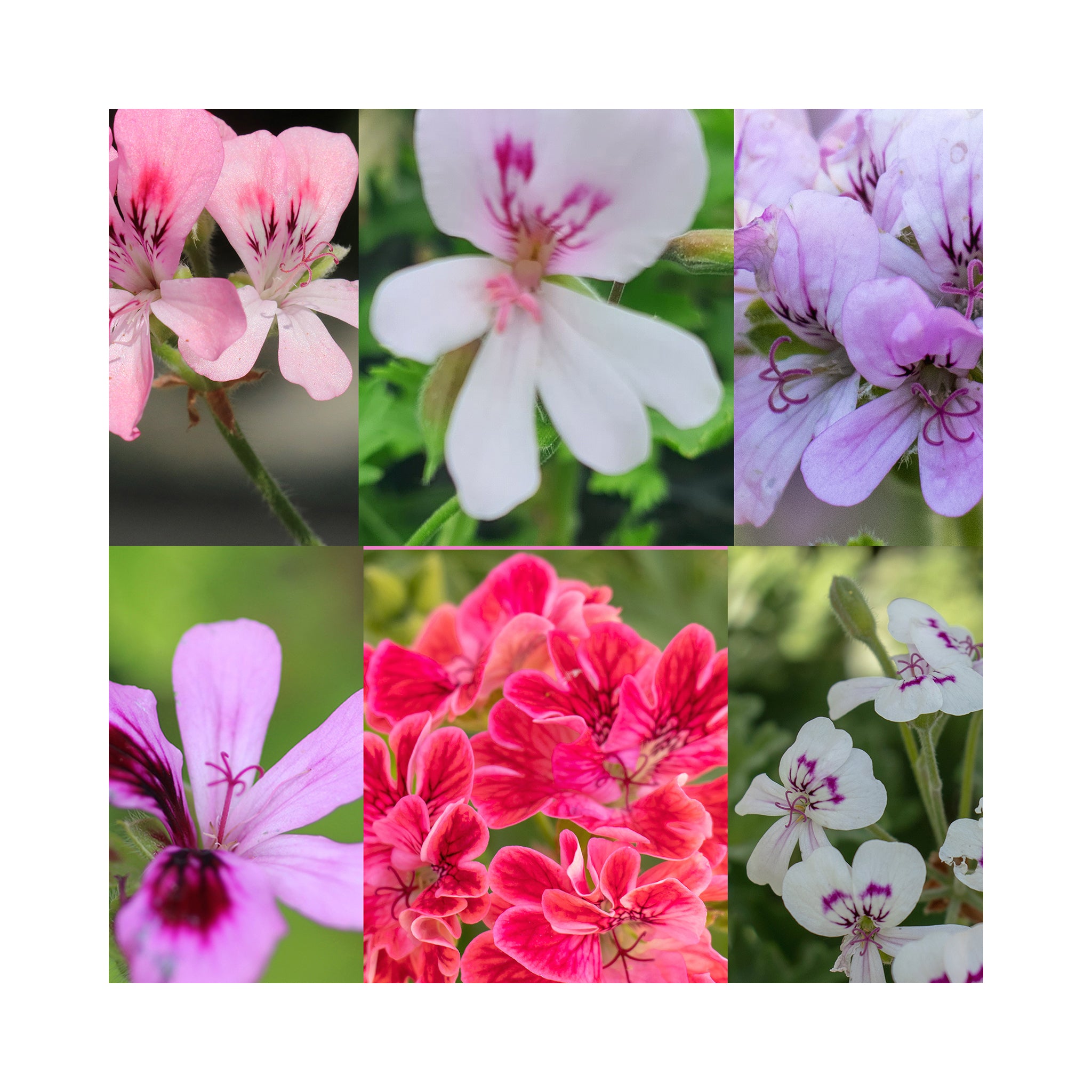 Scented Geranium Collection, 6 Plants in 9cm pots - Stunning Flowers with Scented Foliage