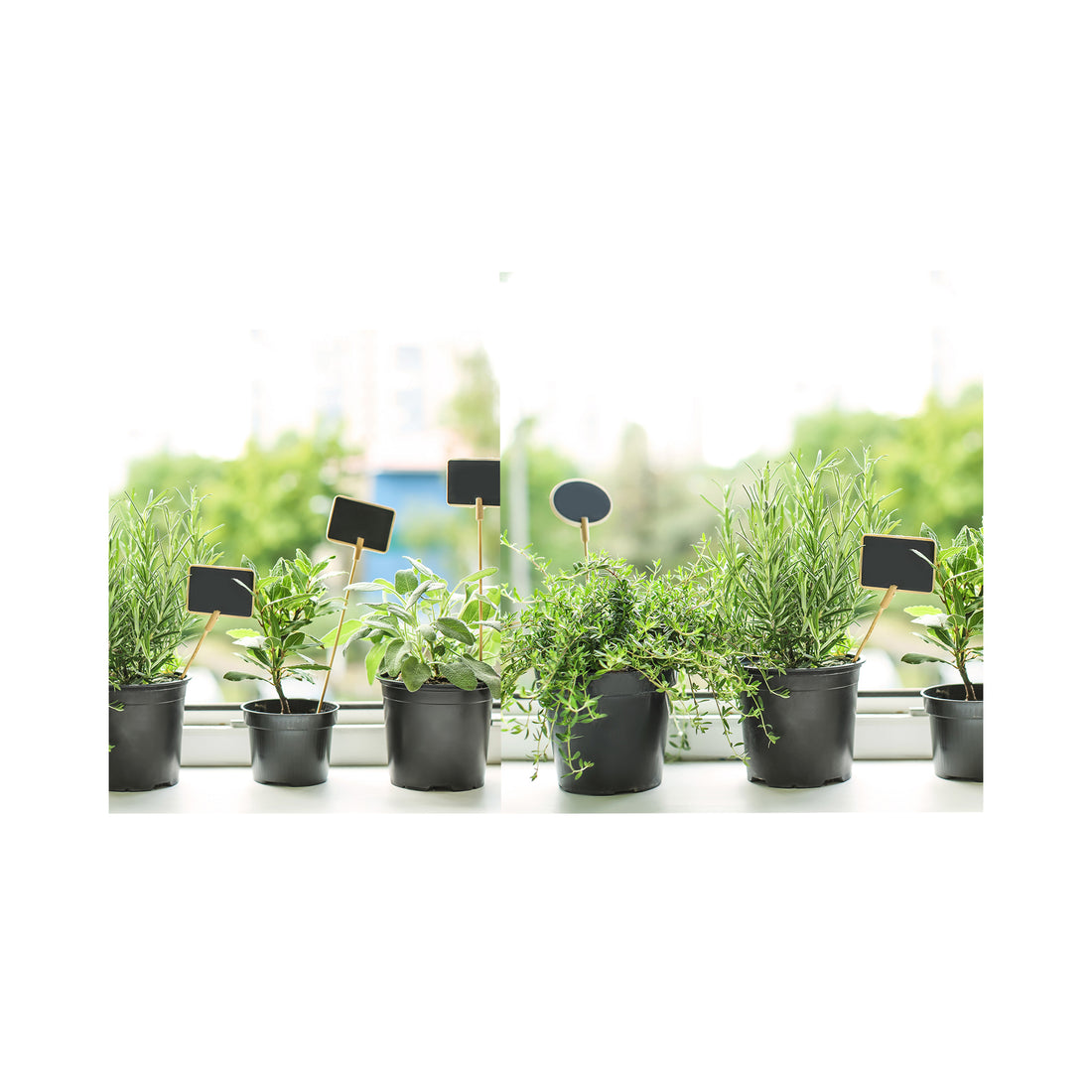 6 pack of potted Mixed Herb Assorted plants. Each Variety Labelled.