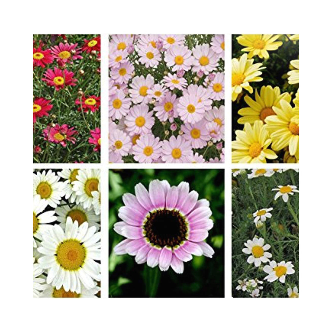 Argyranthemum Day-Zee collection of 6 starter plants